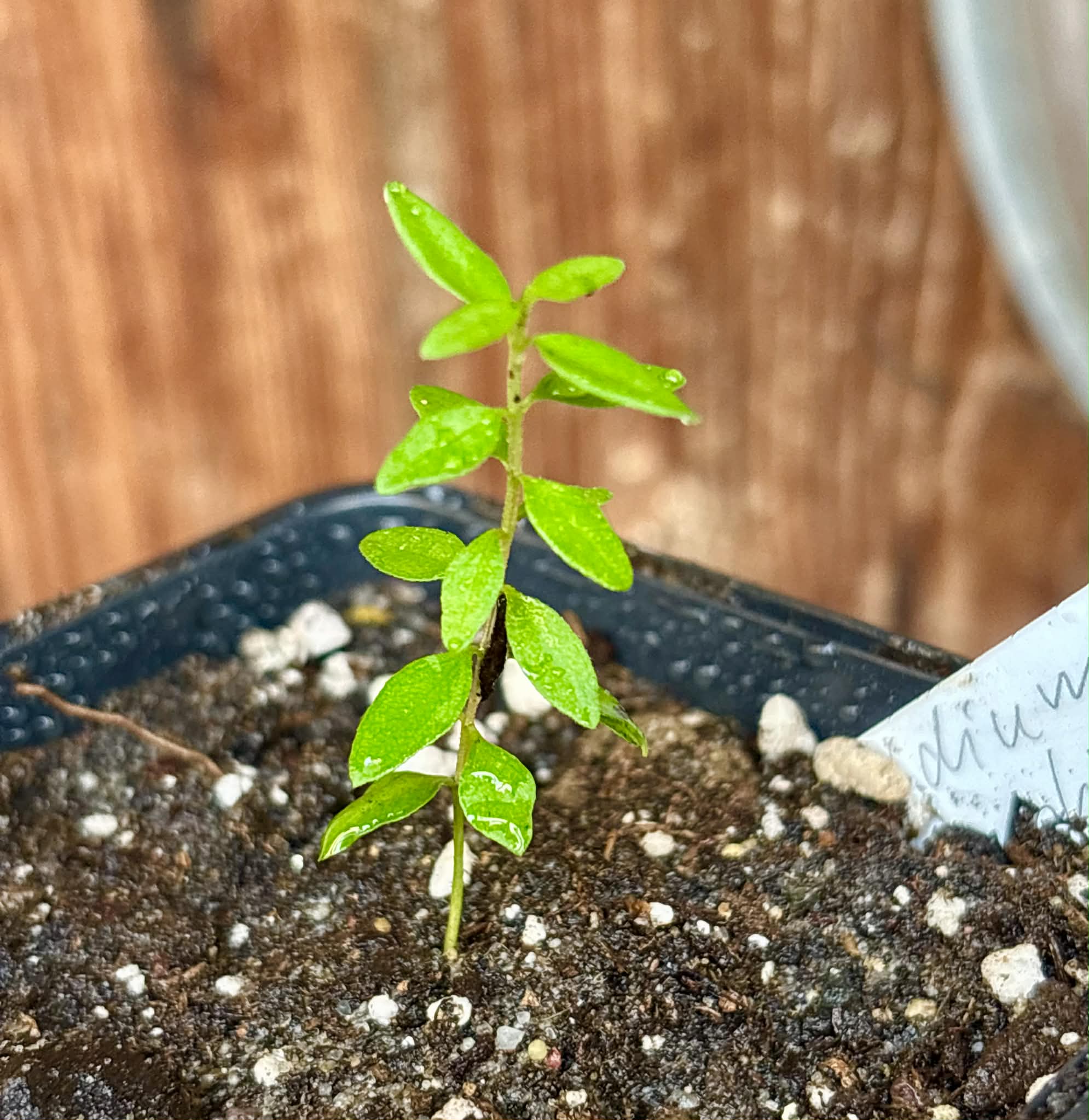 Psidium schenckianum - 1 potted seedling / 1 getopfter Sämling