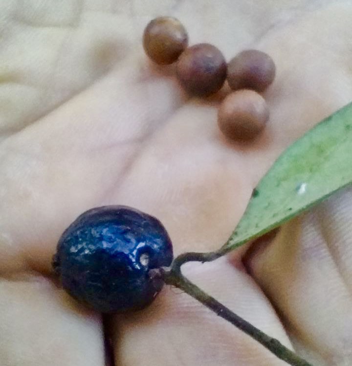 Eugenia sp Chiapas - 1 fresh seed / 1 frischer Samen