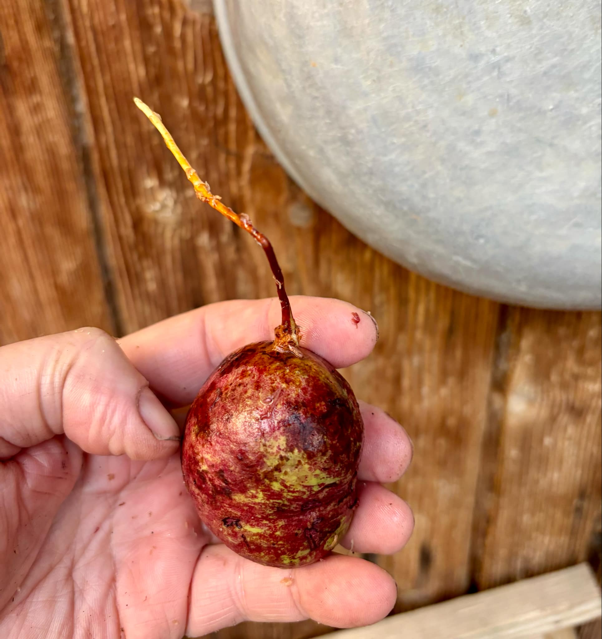 Eugenia sp BIG Conduru -  1 germinated seed / 1 gekeimter Samen