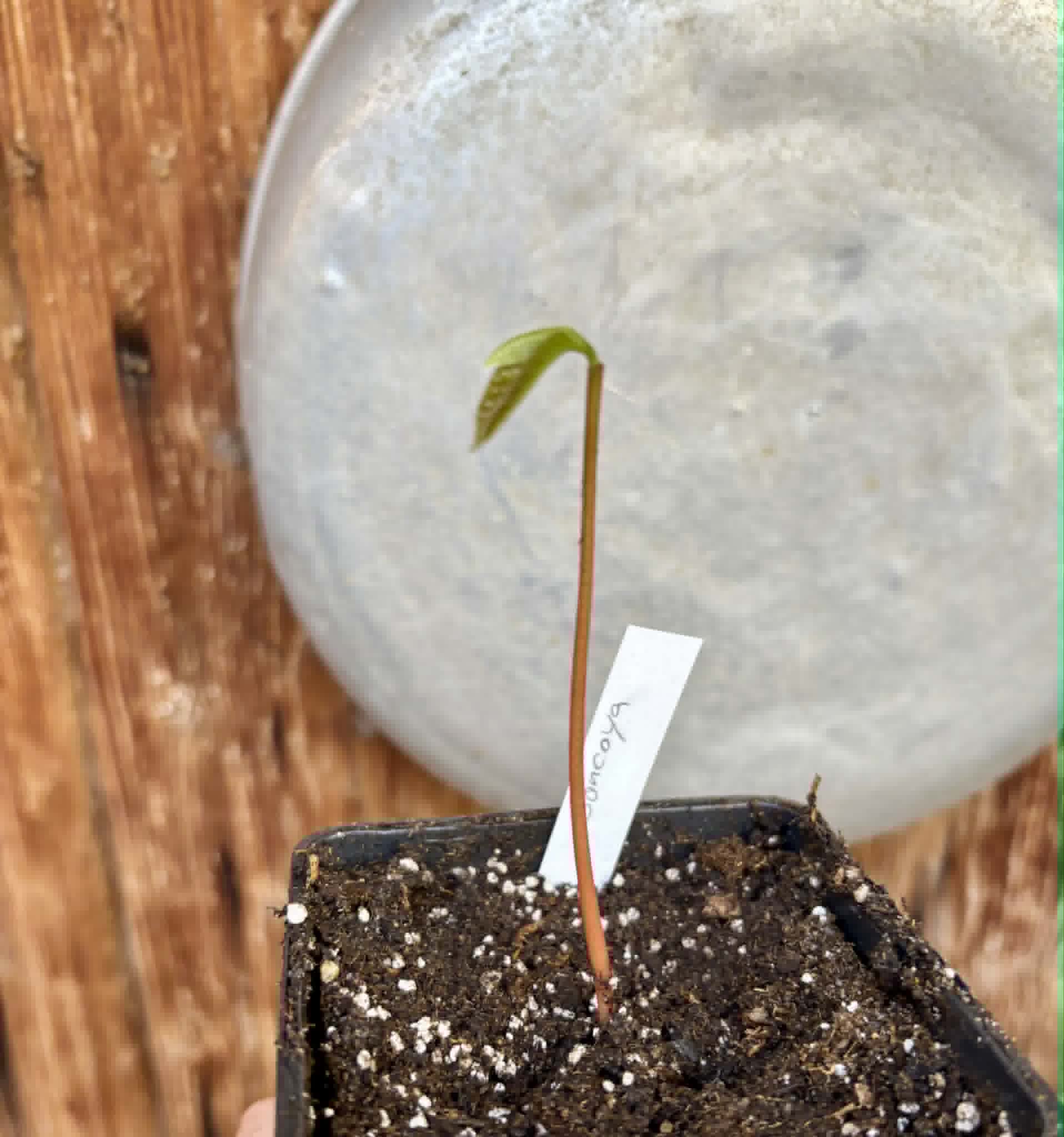 Annona purpurea - Soncoya - 1 potted plant / 1 getopfte Pflanze