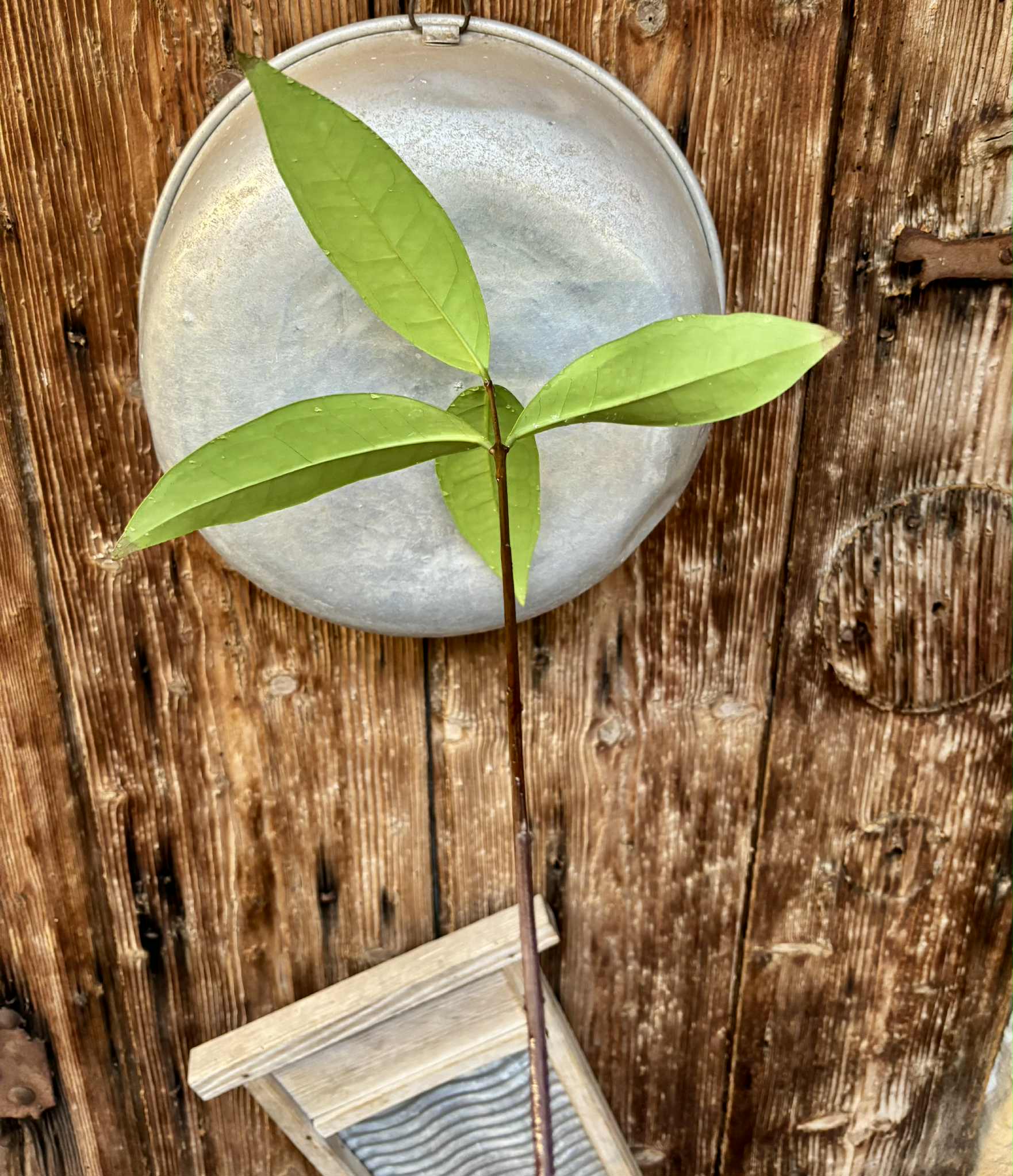 Eugenia sp Maca BIG -  1 potted seedling / 1 getopfter Sämling