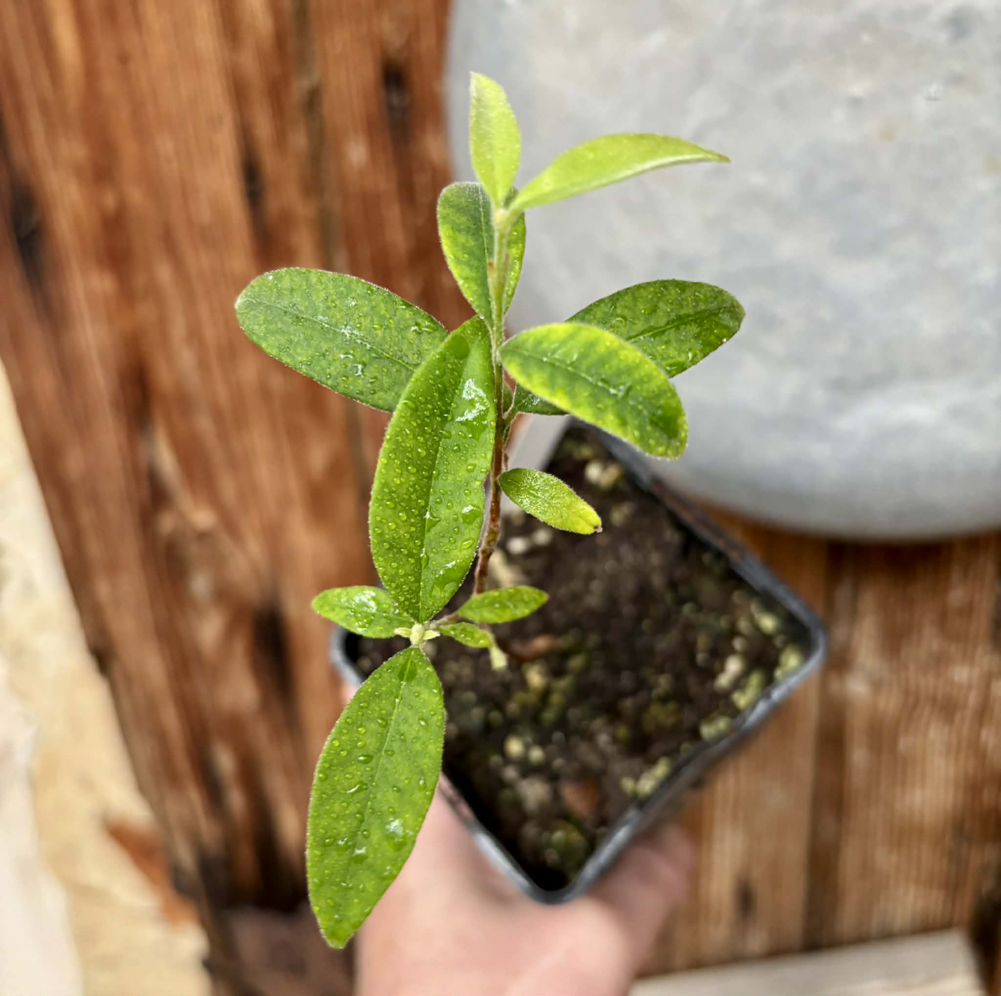 Eugenia oblongata - 1 potted plant / 1 getopfte Pflanze