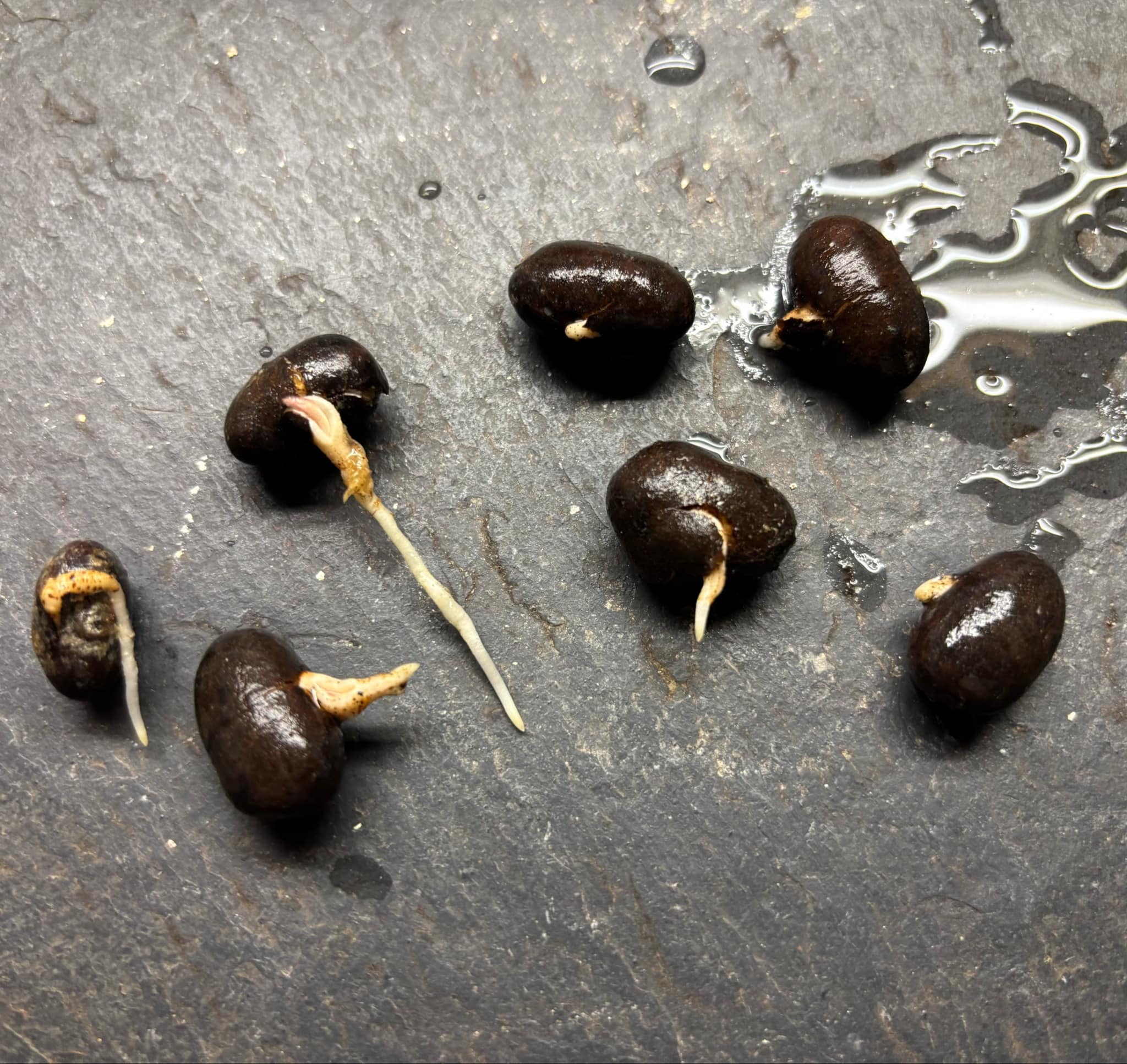 Talisia cerasina - 1 germinated seed / 1 gekeimter Samen