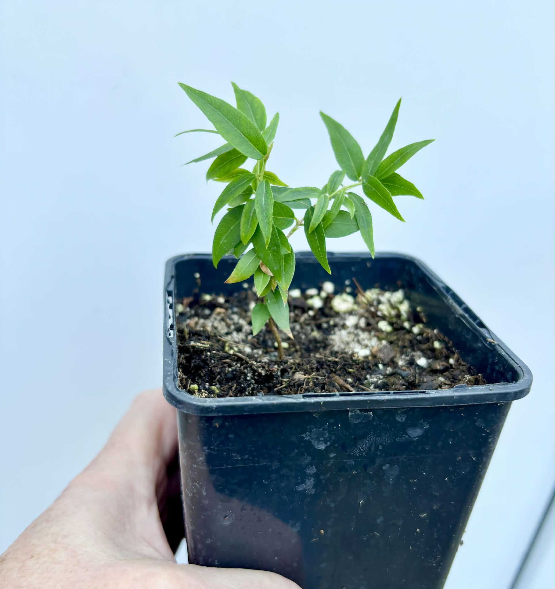 Plinia sp Lagoa black -  1 potted plant / 1 getopfte Pflanze