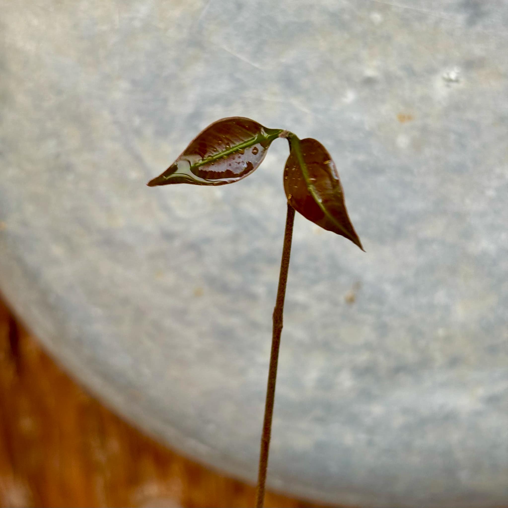 Eugenia sp Abacate -  1 small potted seedling / 1 kleiner, getopfter Sämling
