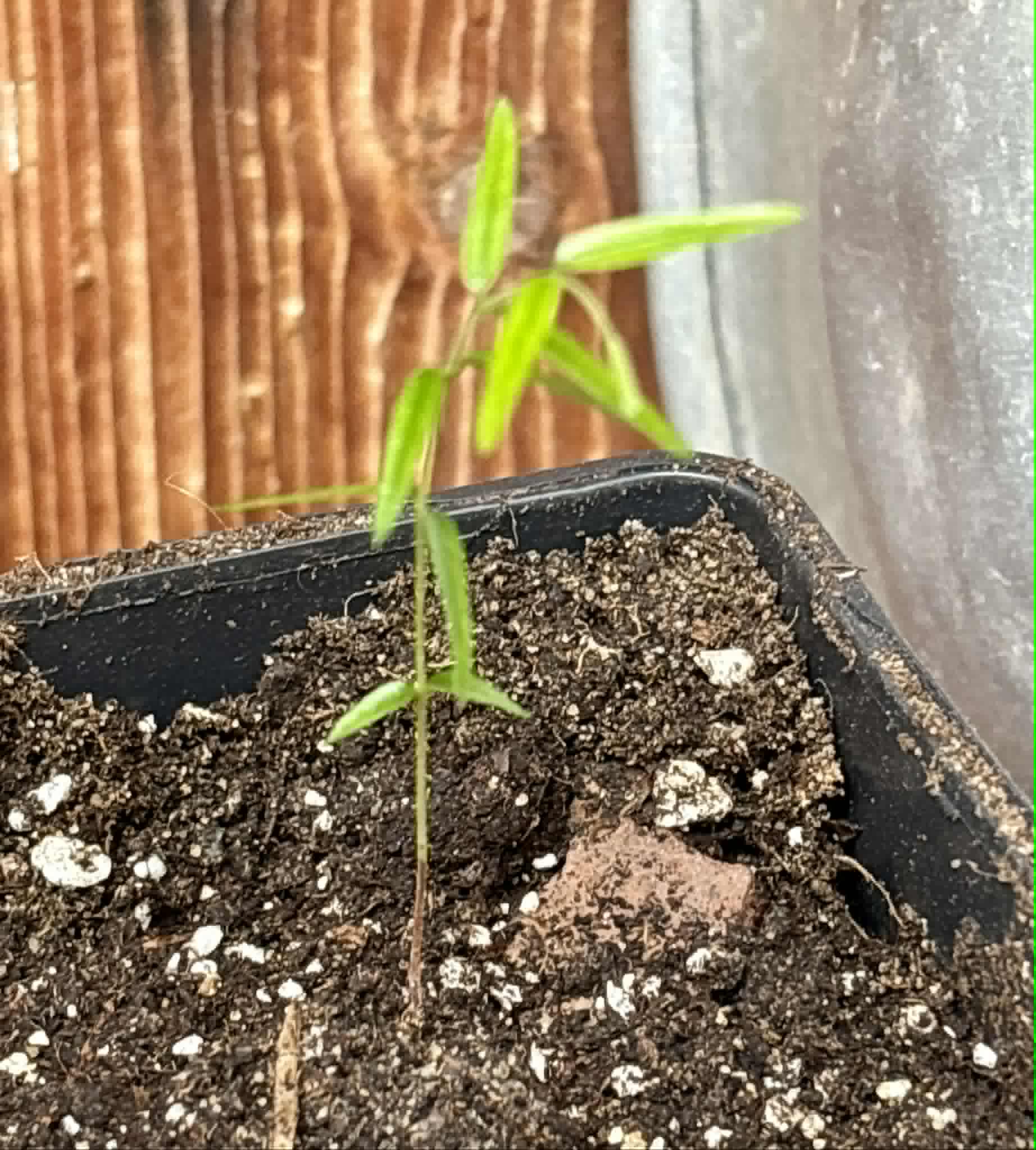Myrciaria sp Cheirosa azul  - 1 potted seedling / 1 getopfter Sämling
