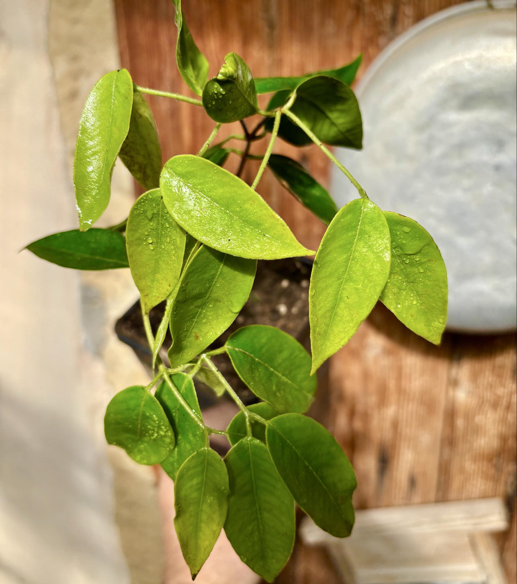 over two years old - Cambuca (Plinia edulis) - 1 potted plant / 1 getopfte Pflanze