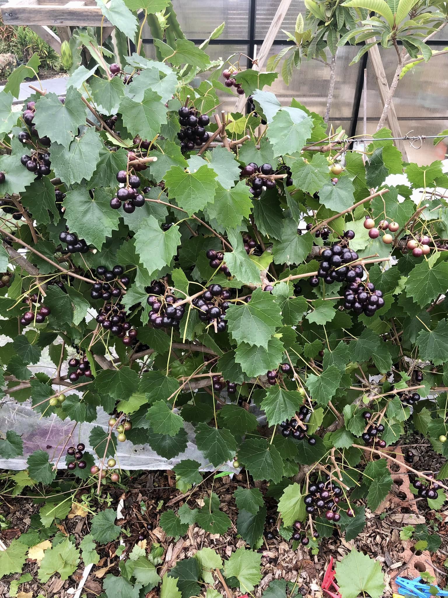 only 1 available - Muscadine var. Noble (Vitis rotundifolia) -  1 potted plant / 1 getopfte Pflanze
