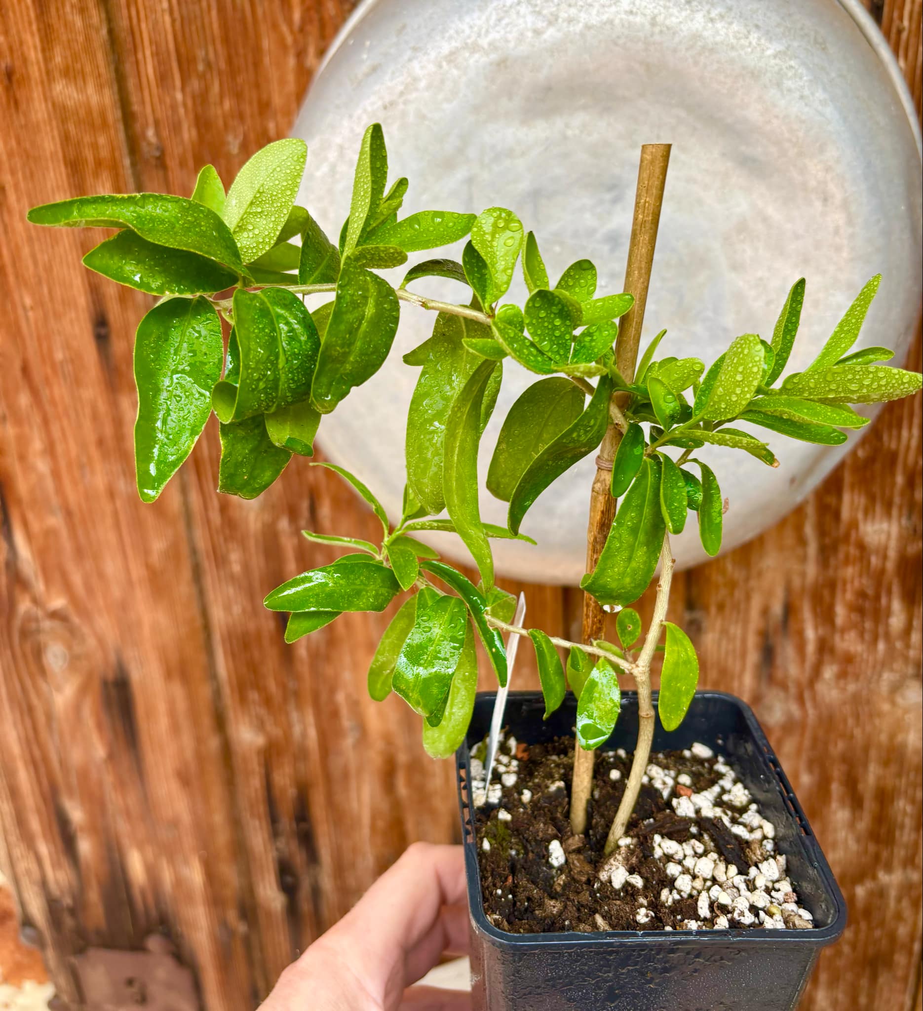 Kei Apple (Dovyalis caffra) Nr. 2 - 1 potted plant / 1 getopfte Pflanze Kei Apple (Dovyalis caffra) Nr. 2 - 1 potted plant / 1 getopfte Pflanze