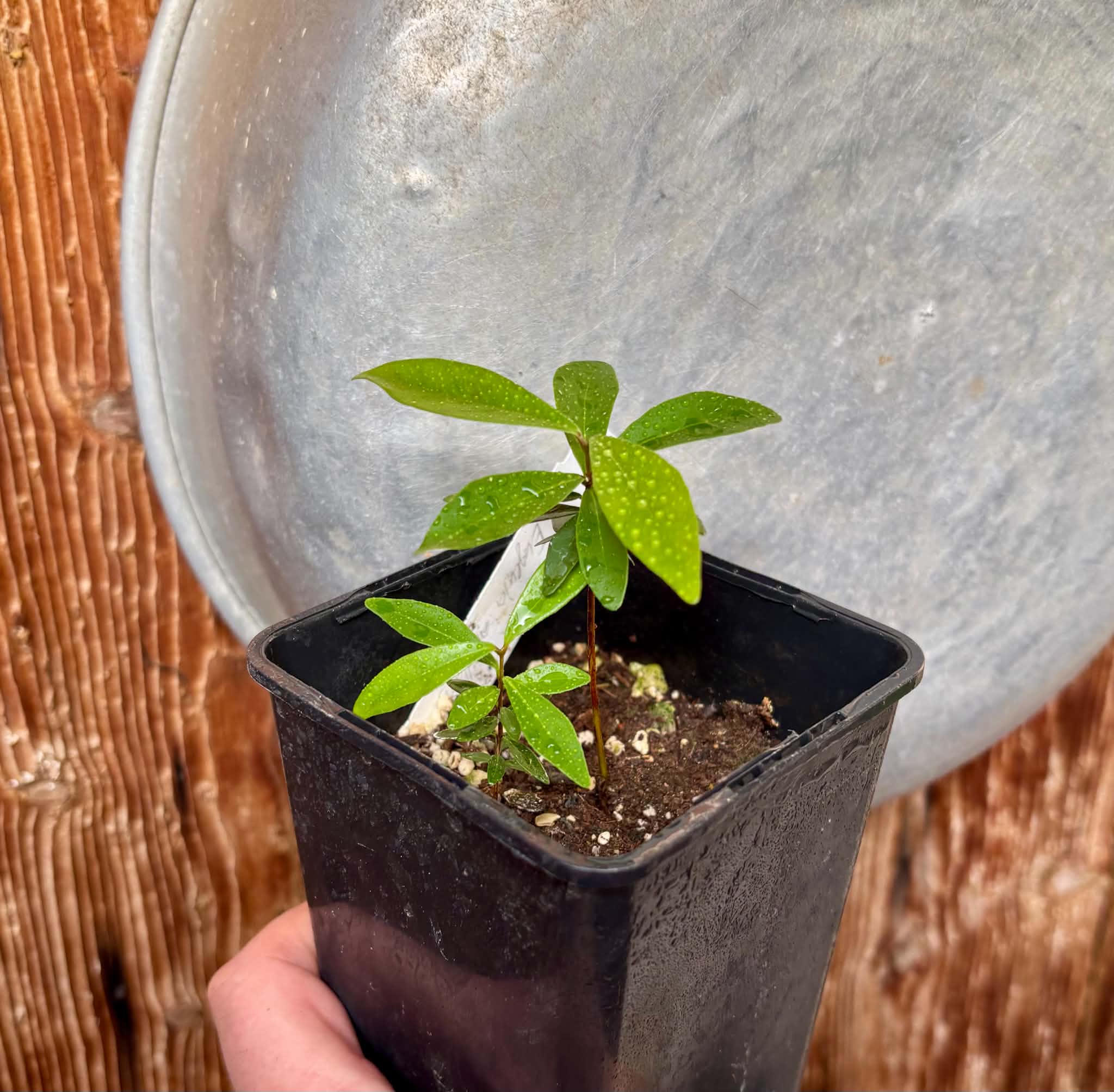 2 in 1 pot - Eugenia axillaris  - White Stopper - 2 seedlings in one pot / 2 Sämlinge in einem Topf
