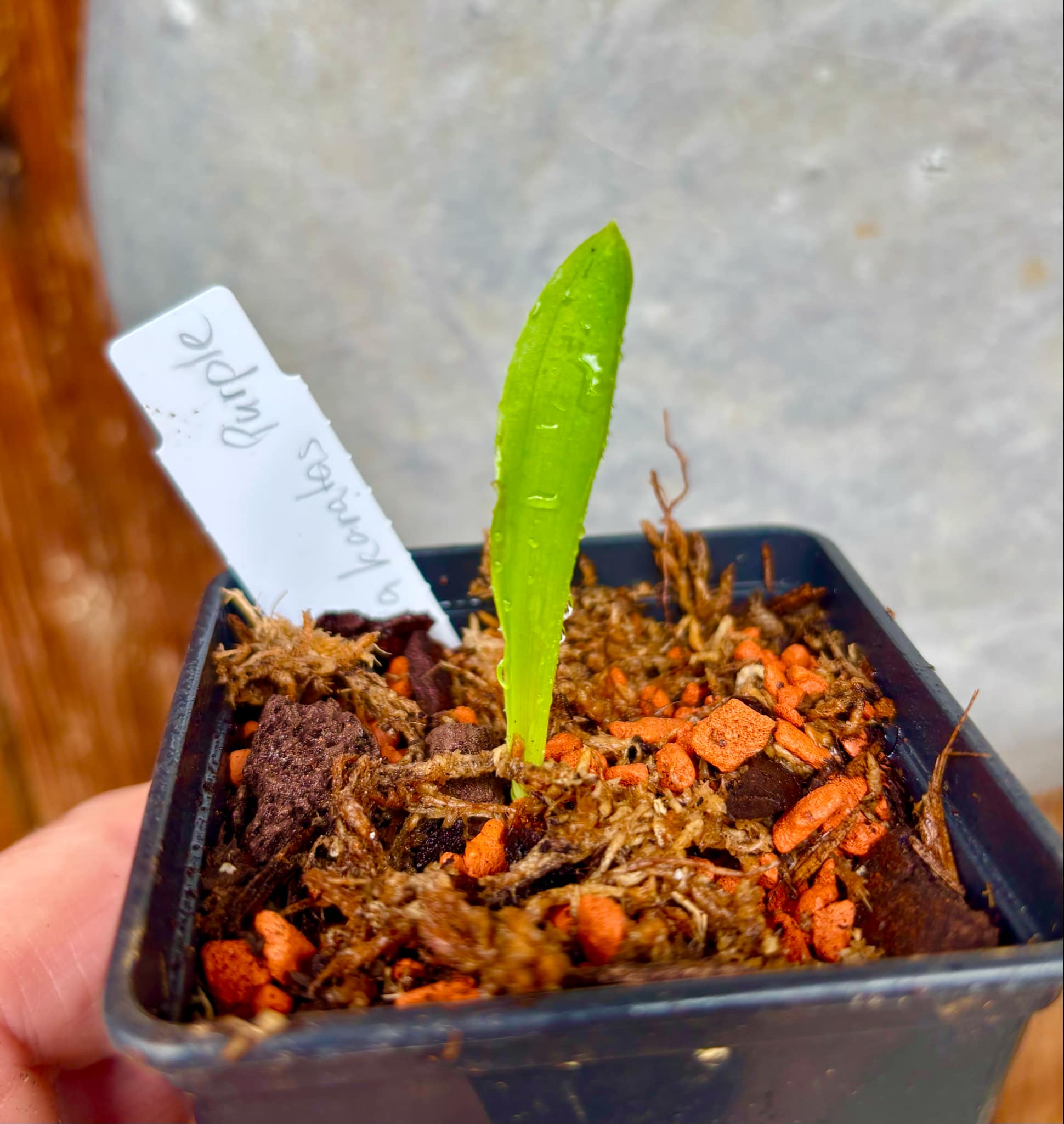 Pinuela purpura (Bromelia karatas) - purple variety  -  1 small potted seedling / 1 kleiner, getopfter Sämling