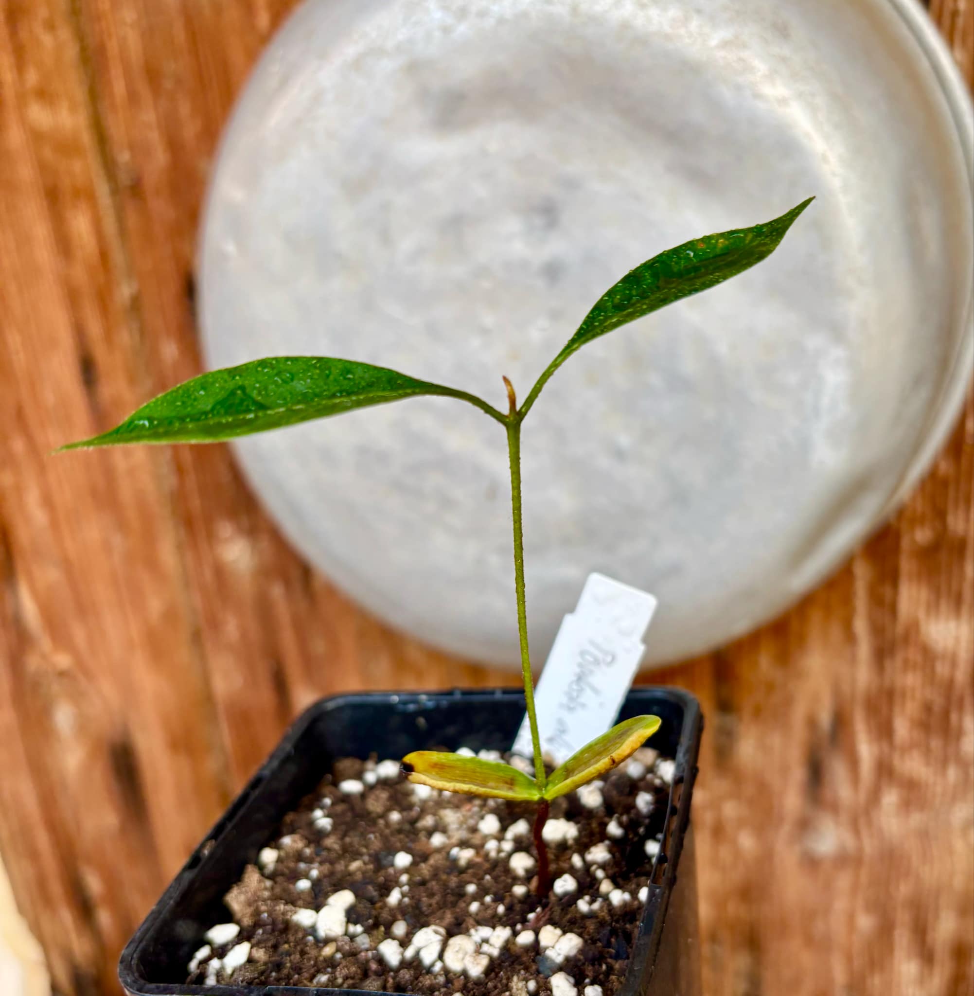 Pouteria alvesii - 1 small potted seedling / 1 kleiner, getopfter Sämling