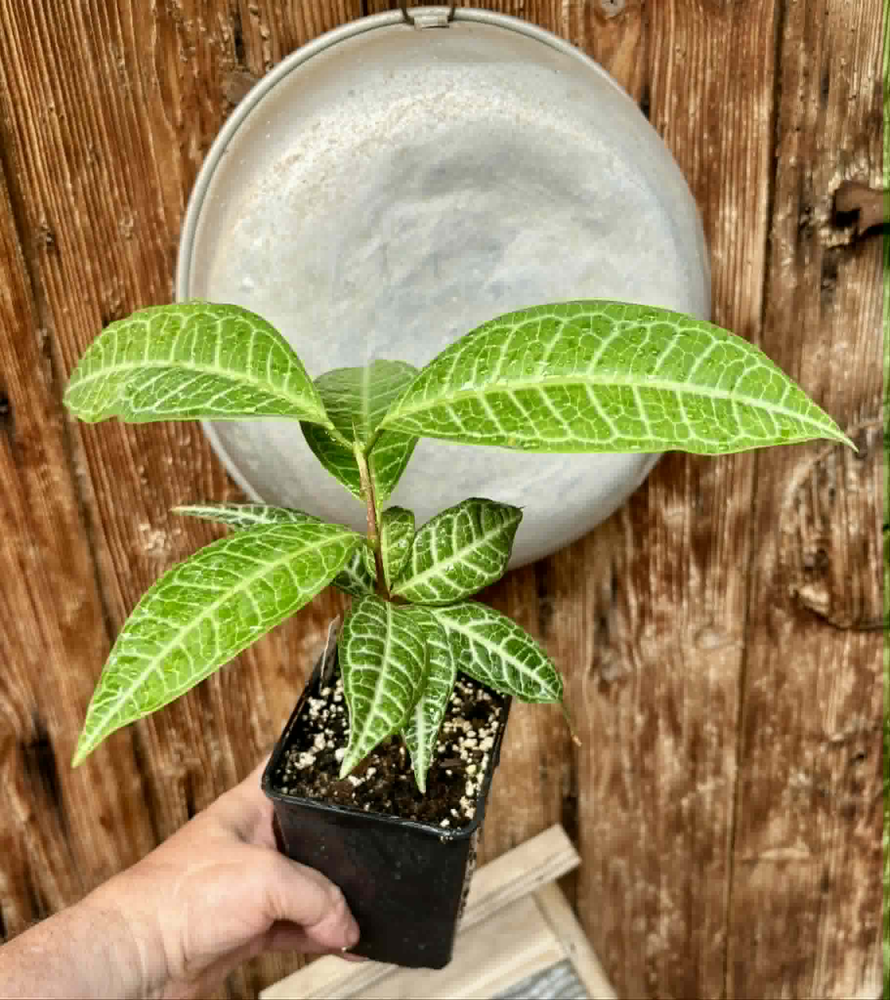 Eugenia sp Labisia -  1 potted plant / 1 getopfte Pflanze