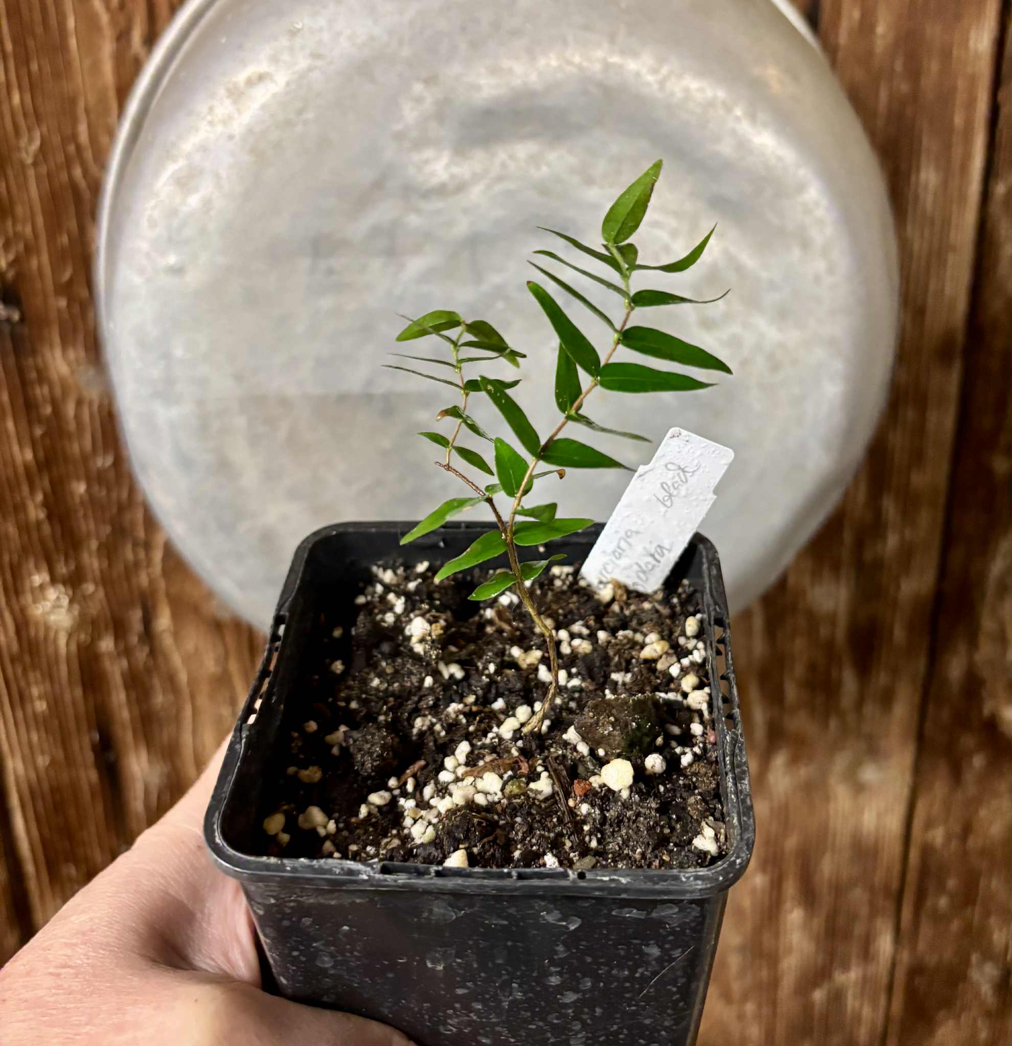 Myrciaria cuspidata BLACK - 1 potted seedling / 1 getopfter Sämling