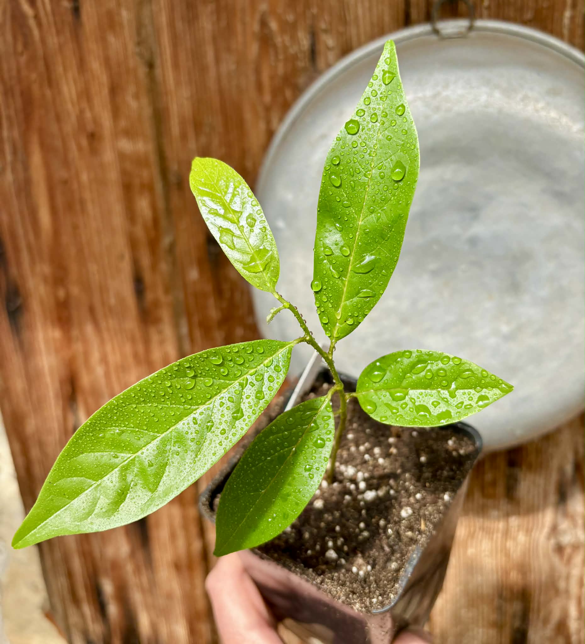 Annona reticulata var Red - 1 potted plant / 1 getopfte Pflanze