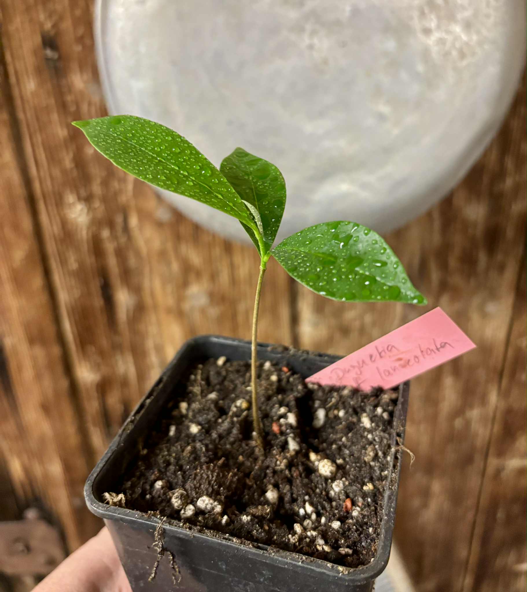 Duguetia aff. lanceolata - Pindauva Roxa -   1 potted plant / 1 getopfte Pflanze