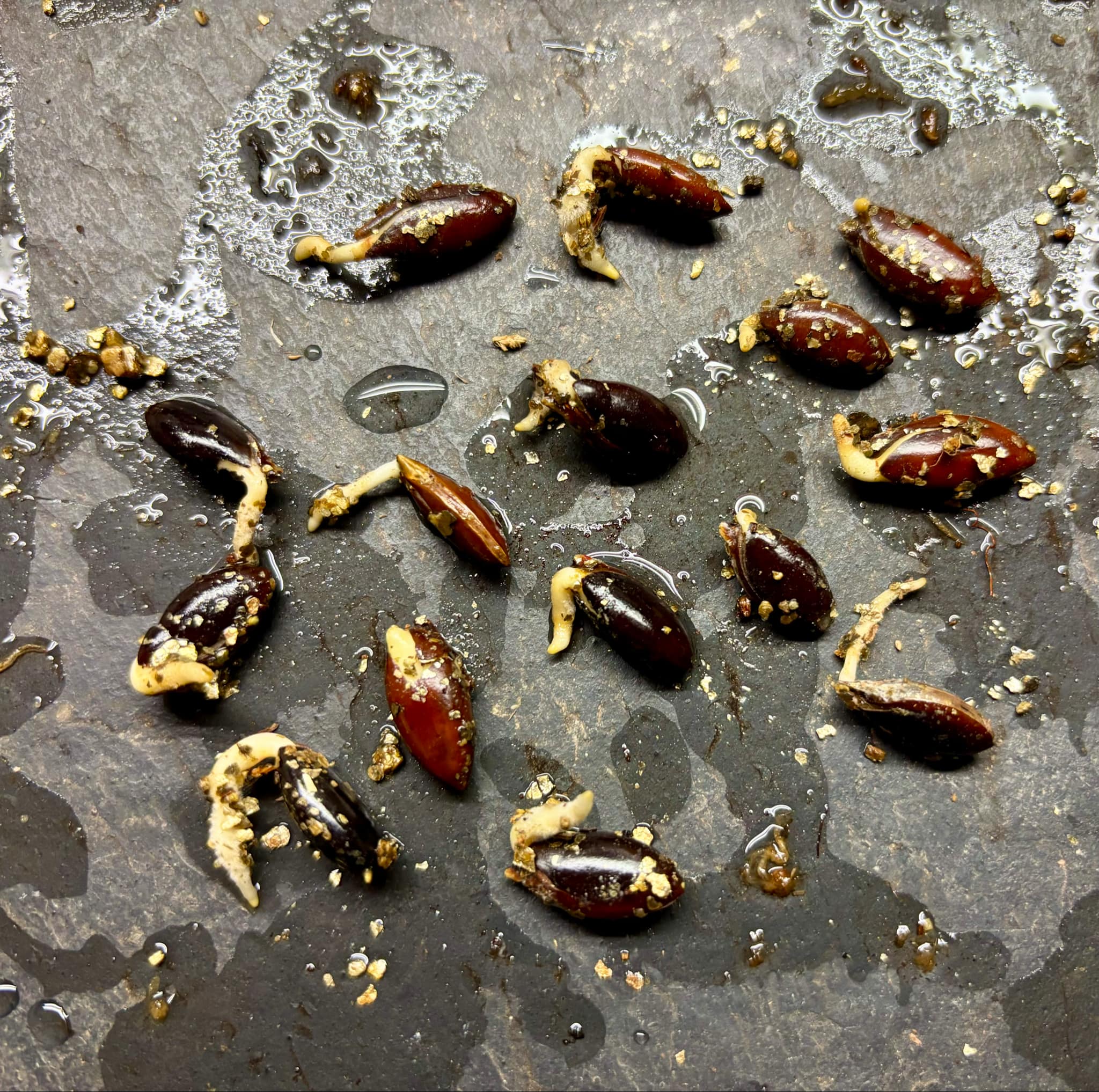 Madhuca thorelii - Mak Dauy Fruit -   1 germinated seed / 1 gekeimter Samen