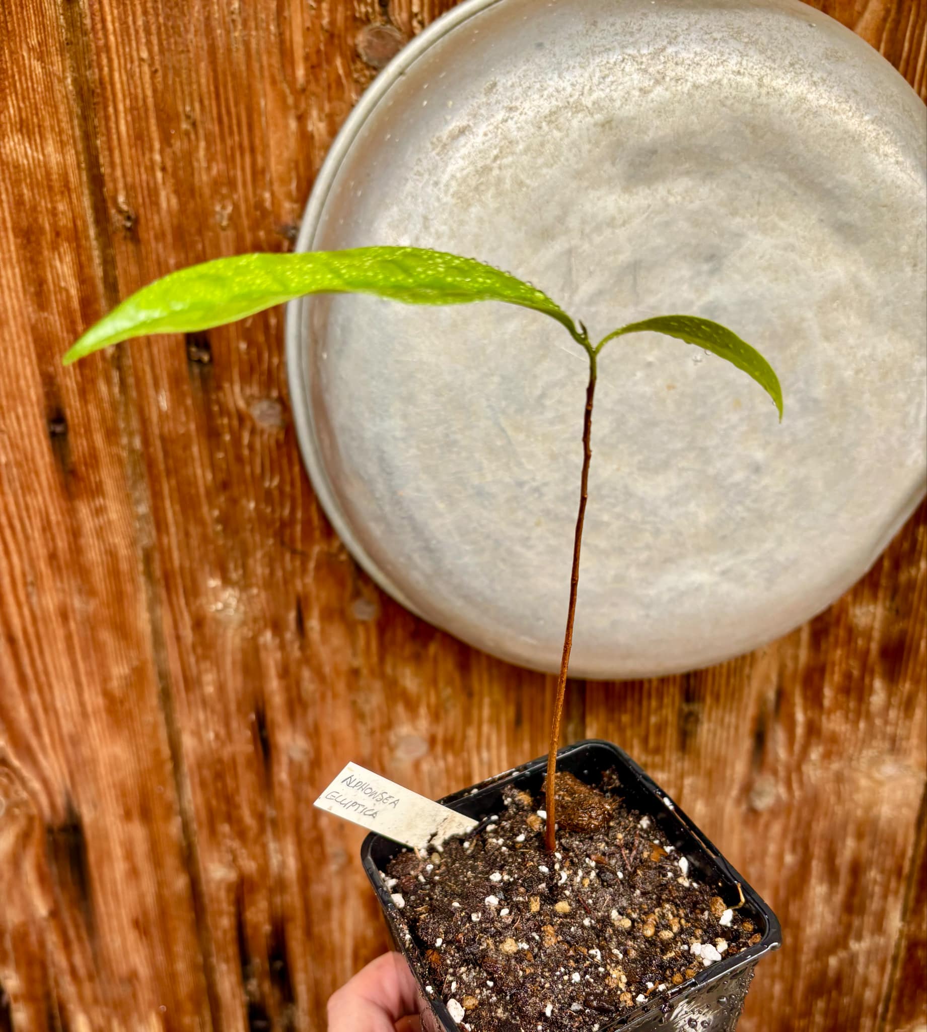 Malaysian Pawpaw - Alphonsea elliptica  - 1 potted plant / 1 getopfte Pflanze