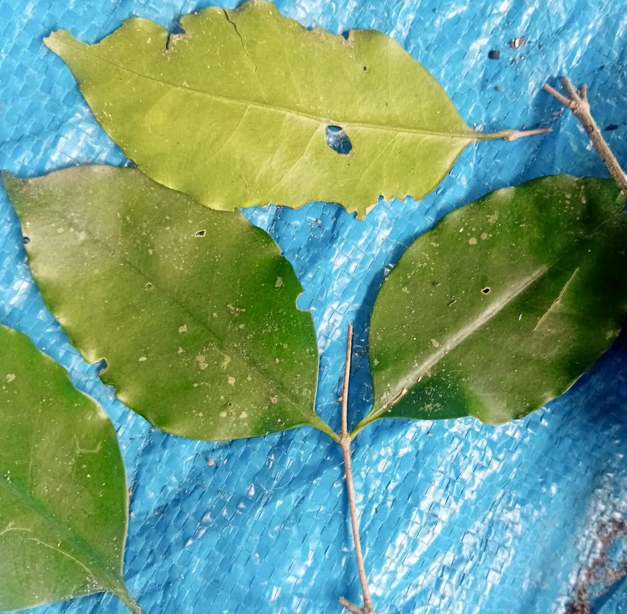 Pre Order - Mouriri trunciflora -  1 fresh seed / 1 frischer Samen