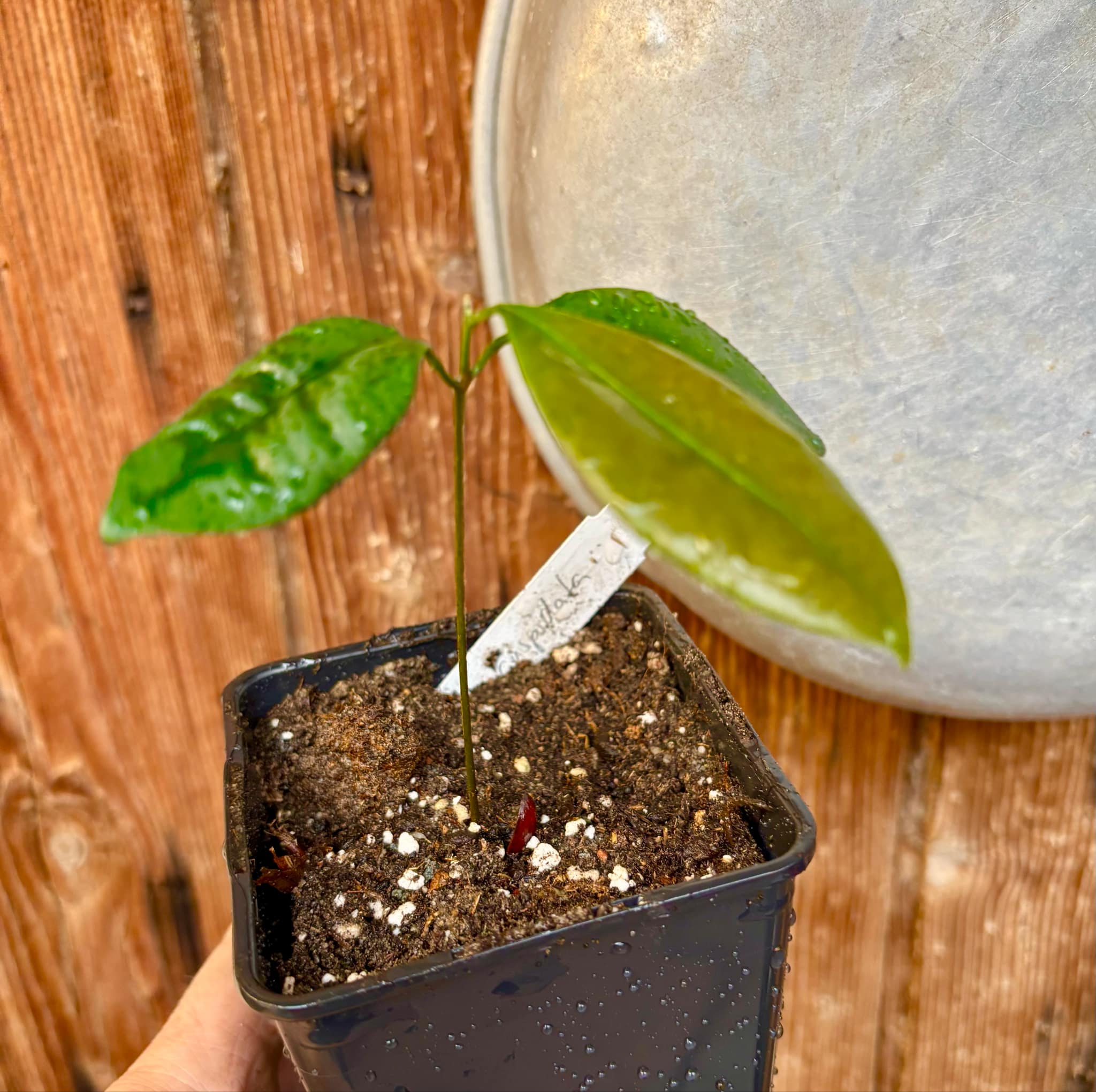 Pouteria cuspidata - 1 small potted seedling / 1 kleiner, getopfter Sämling Pouteria cuspidata - 1 small potted seedling / 1 kleiner, getopfter Sämling