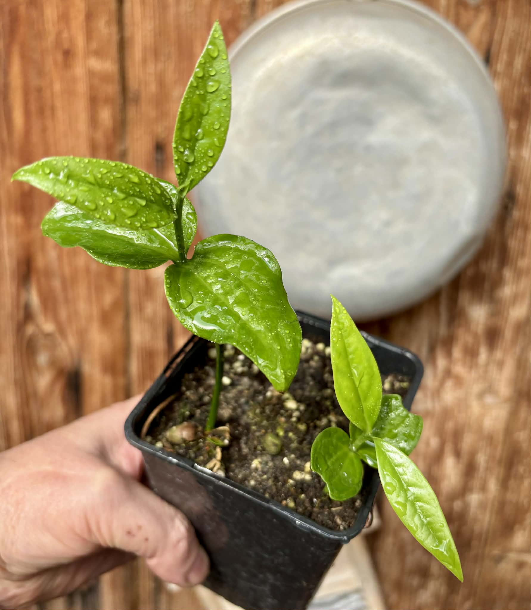 2 in 1 pot - Dulacia sp. Cafe doce  -  2 plants in one pot / 2 Pflanzen in einem Topf