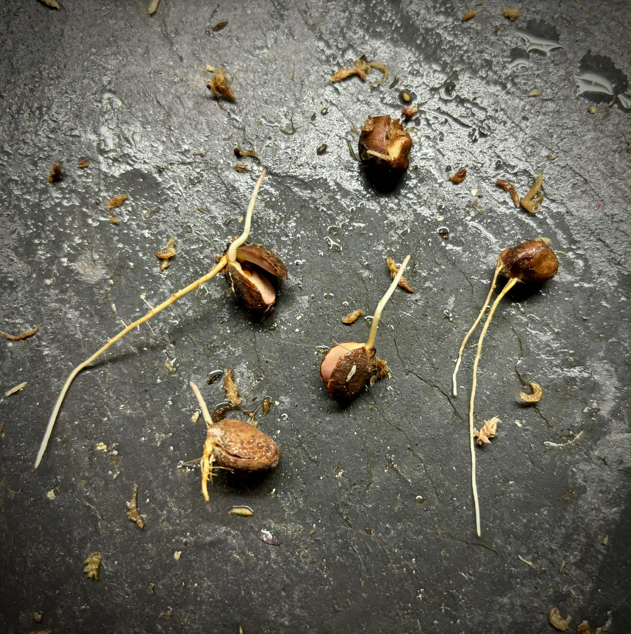 Eugenia sp amarela de Rondonia - 1 germinated seed / 1 gekeimter Samen