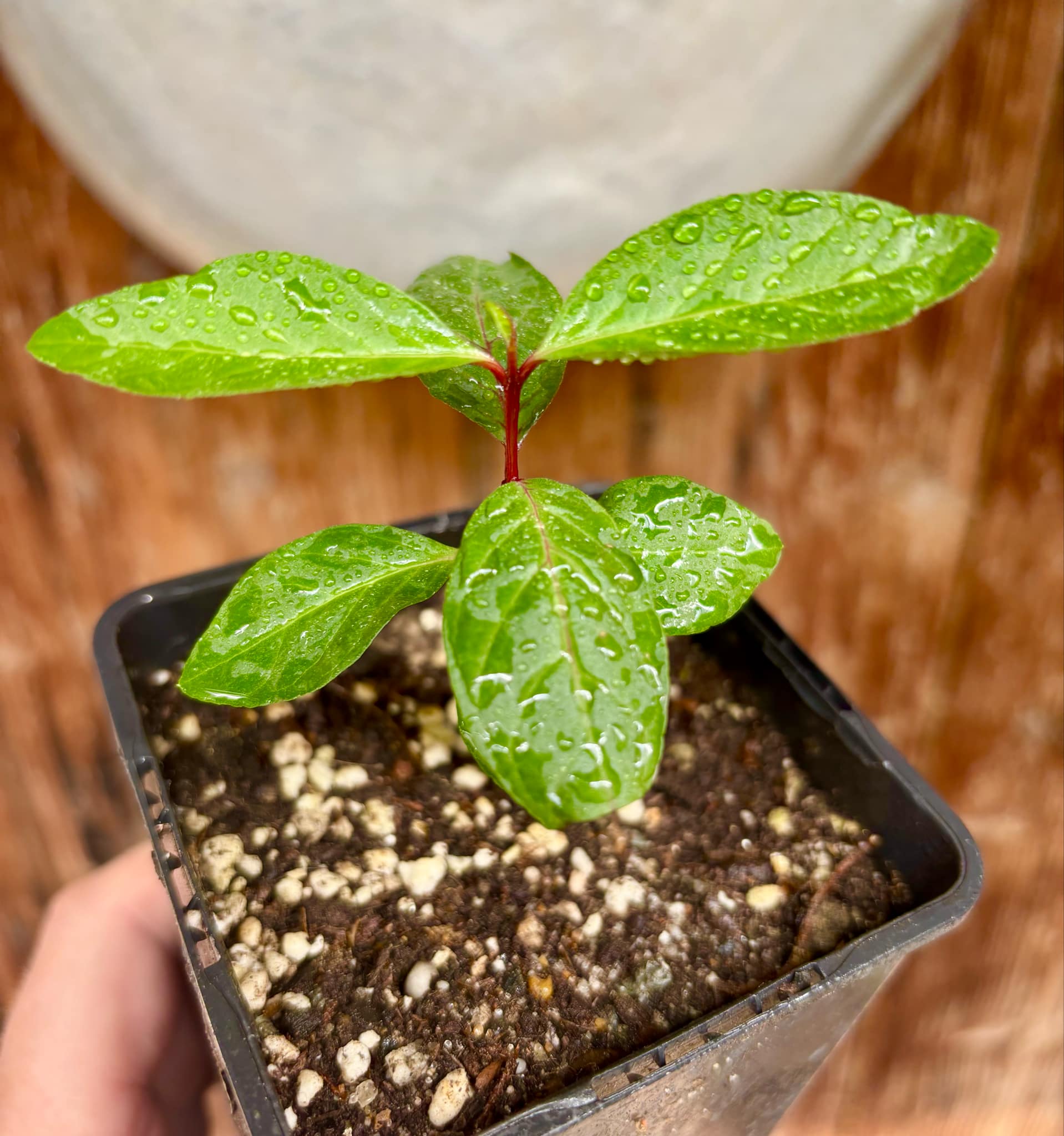 Psidium guajava - Red Malaysian Guava  - 1 small potted plant / 1 kleine, getopfte Pflanze
