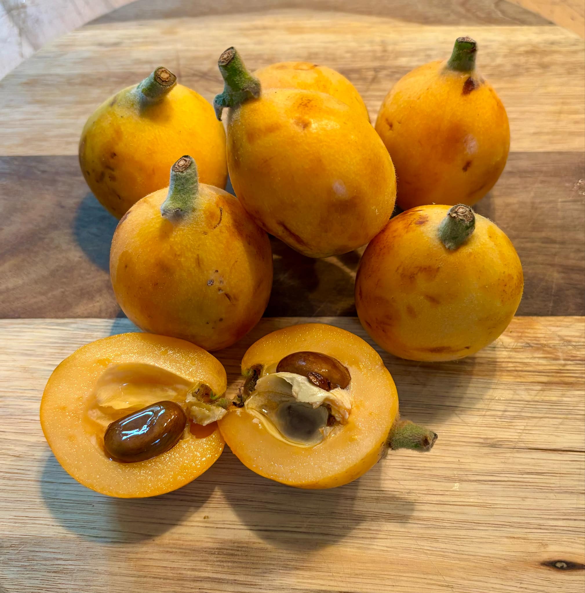 Eriobotrya japonica - Wollmispel - Loquat - 1 fresh seed / 1 frischer Samen