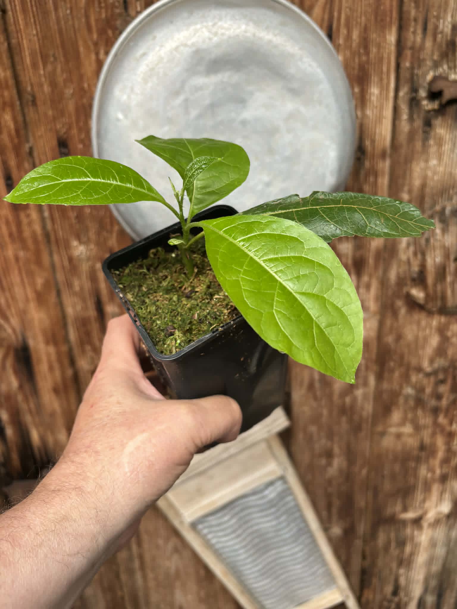 rooted cutting from adult plant - Juá do Jequitinhonha (Solanum schizandrum) - 1 potted plant / 1 getopfte Pflanze