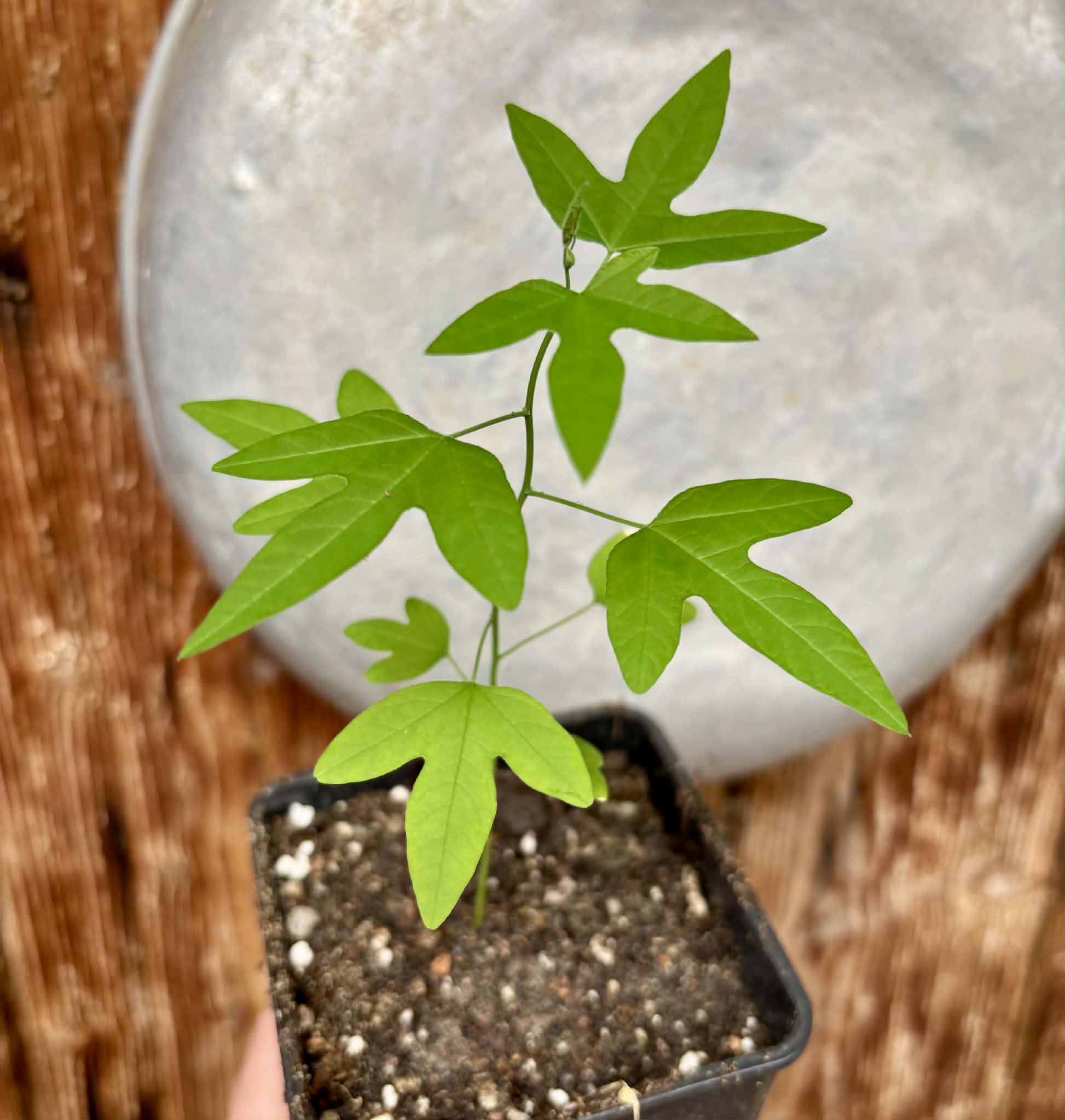 Maracuja do Cerrado (Passiflora cincinnata) - 1 potted seedling / 1 getopfter Sämling