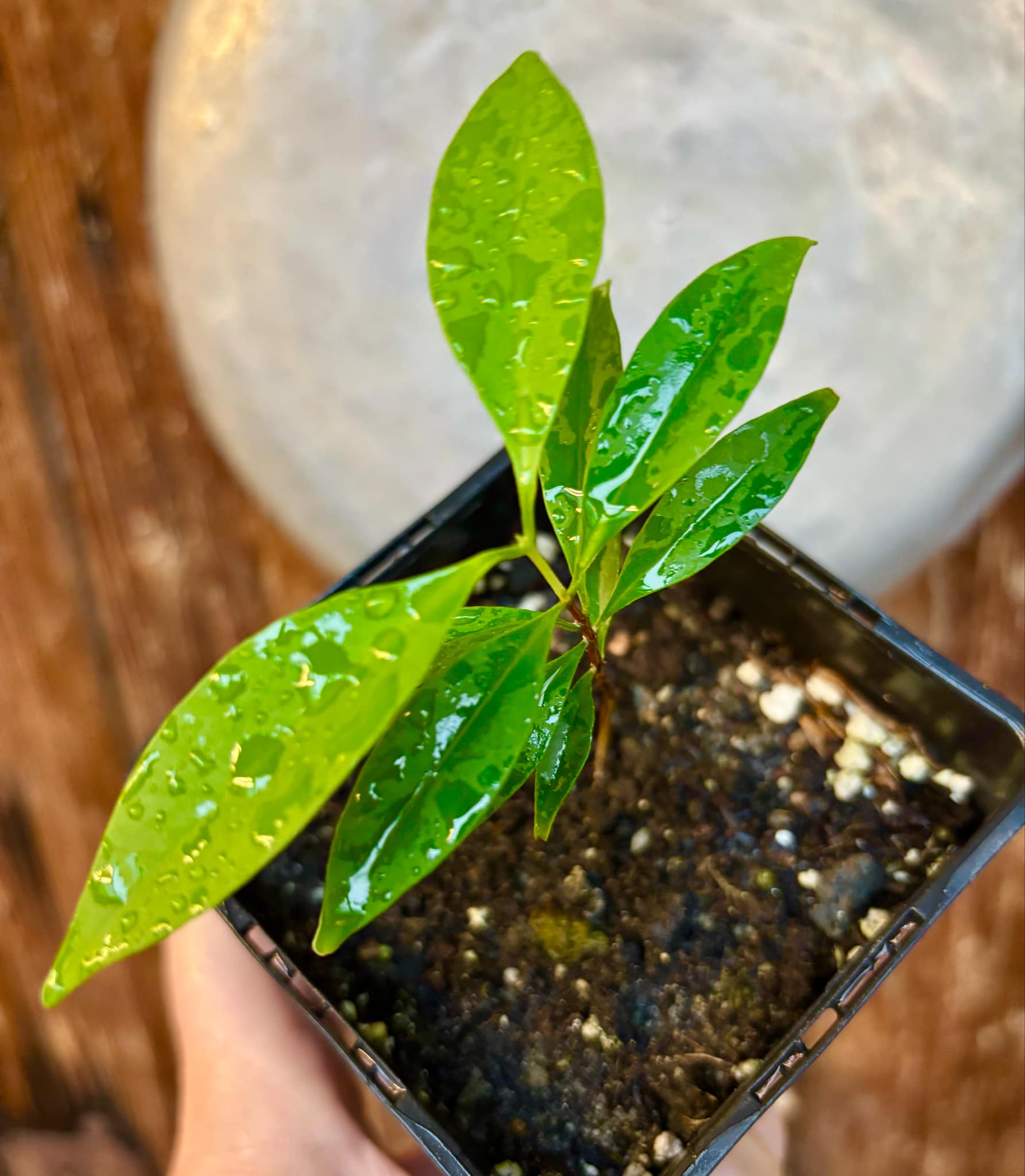 Eugenia punicifolia - 1 potted plant / 1 getopfte Pflanze