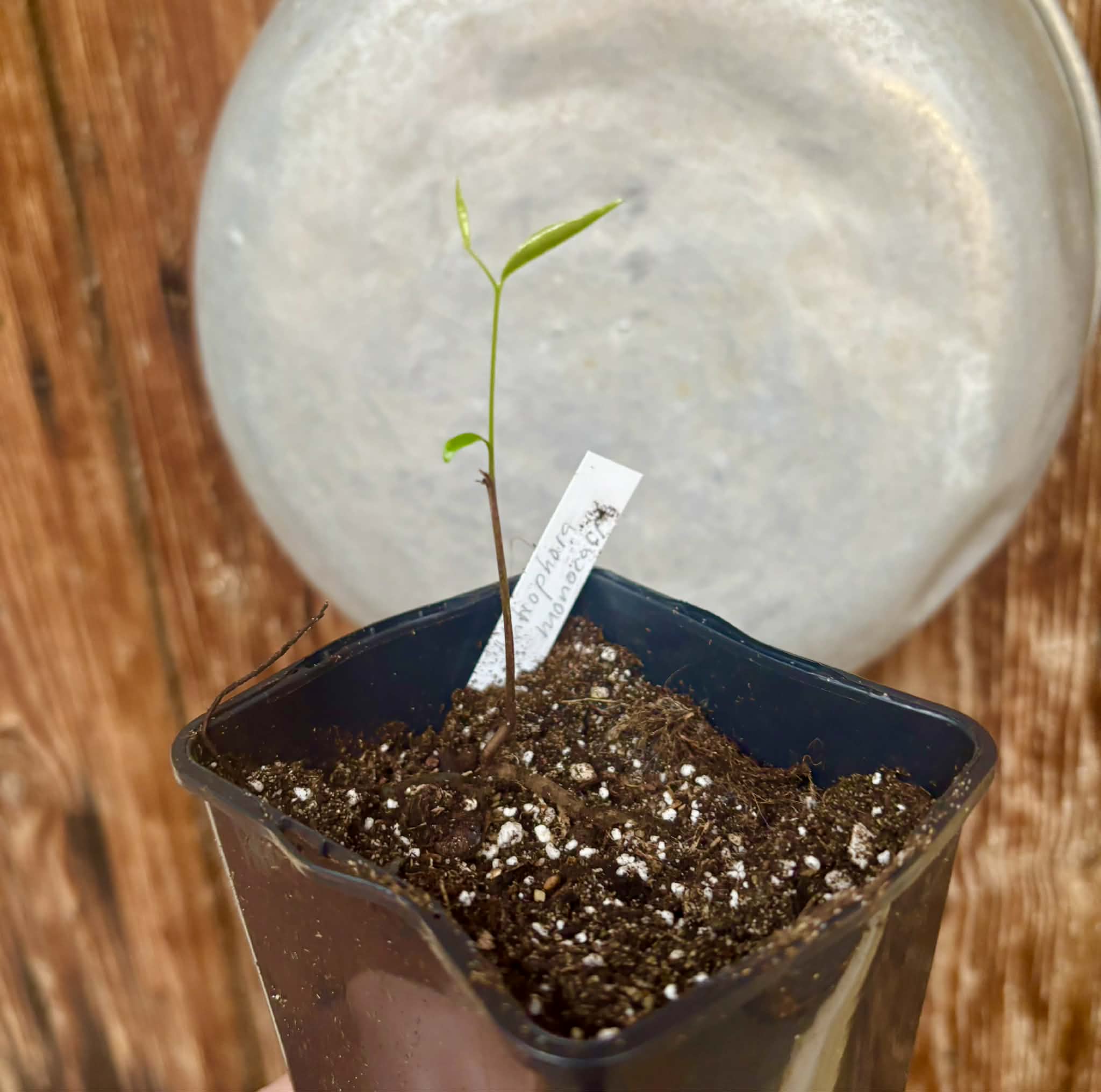 Phrom Phanom (Mitrophora monocarpa) - 1 potted seedling / 1 getopfter Sämling