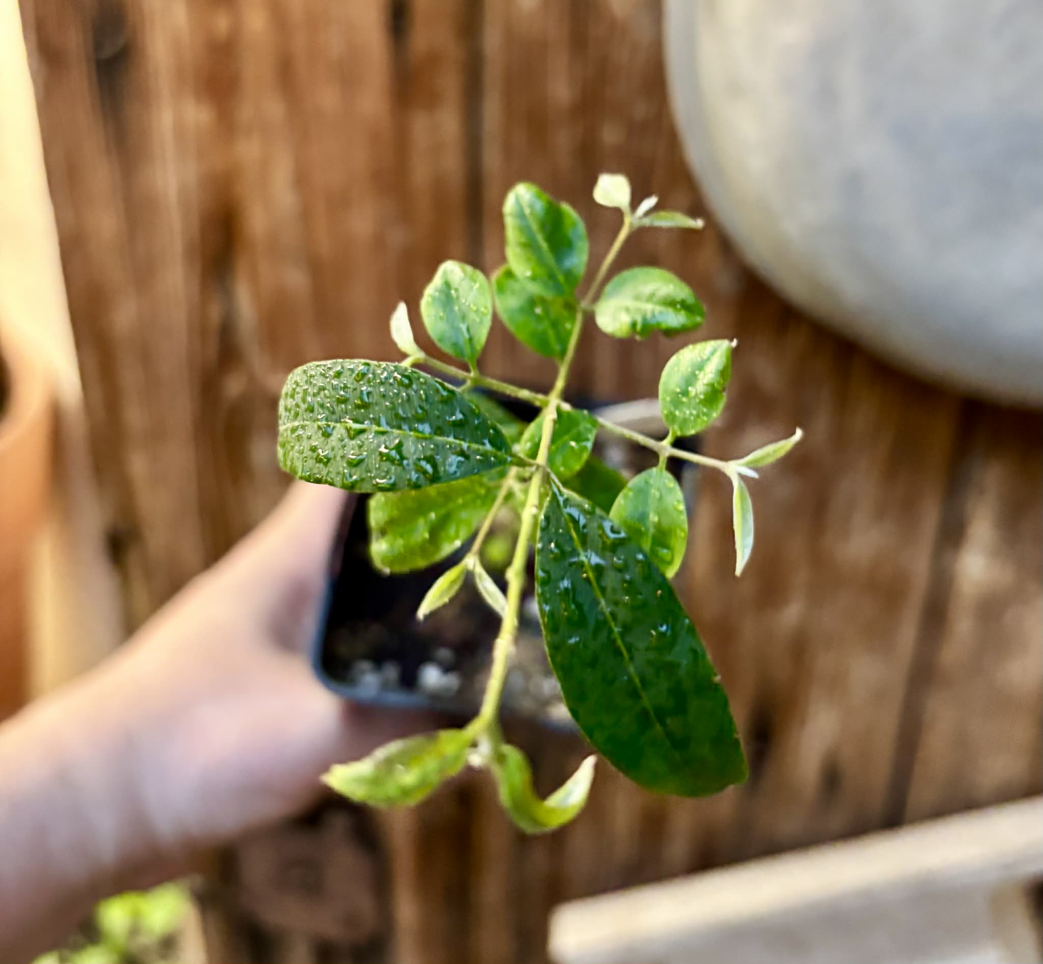 Uvaia do Visconde (Eugenia beaurepairiana) - potted seedling / 1 getopfter Sämling