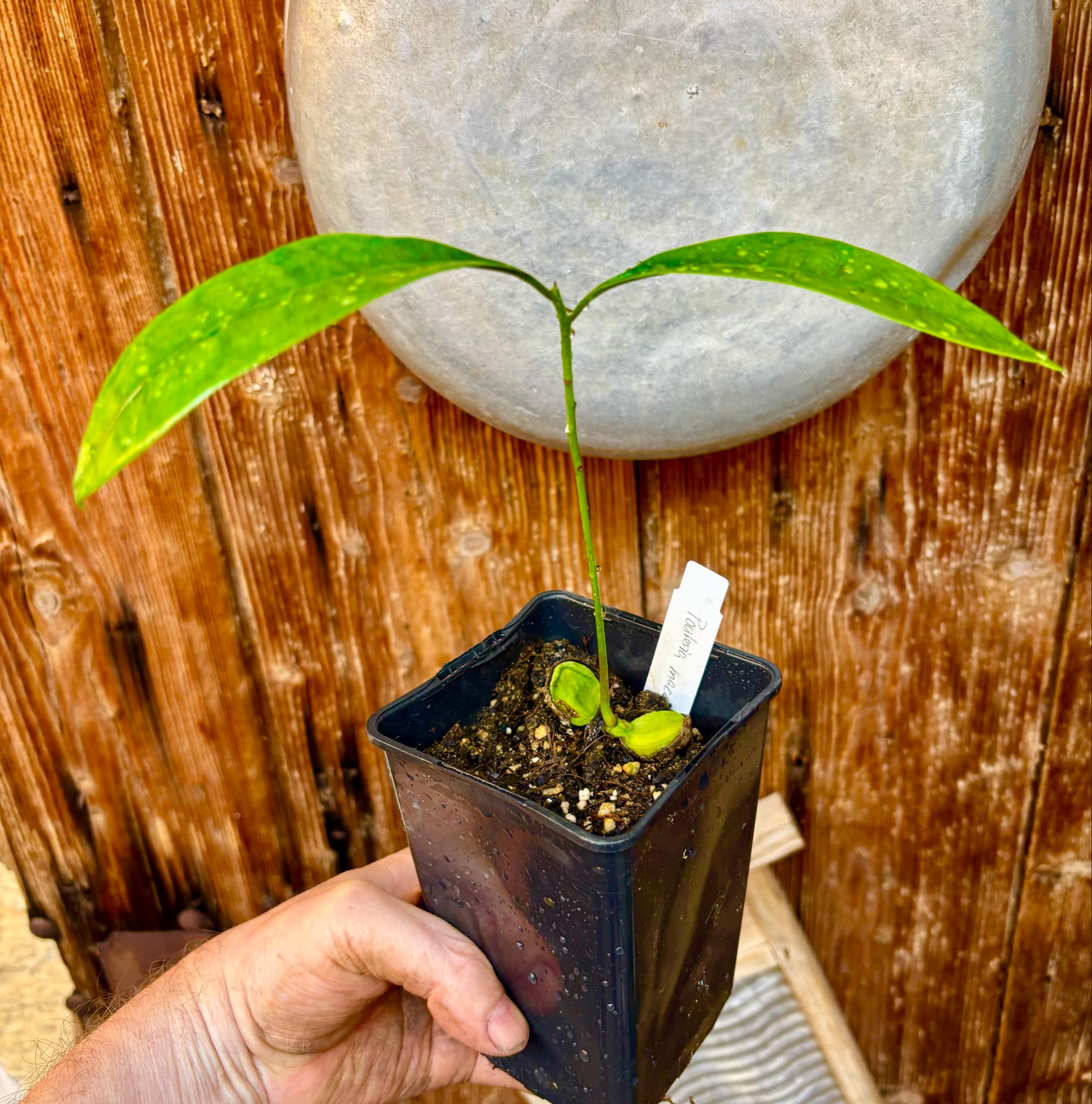 Pouteria macahensis - 1 small potted seedling / 1 kleiner, getopfter Sämling Pouteria macahensis - 1 small potted seedling / 1 kleiner, getopfter Sämling