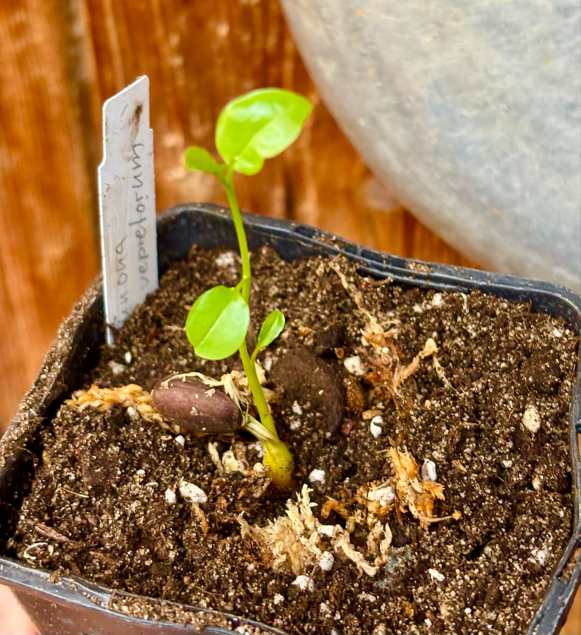 Araticum Pinha (Annona vepretorum)  - 1 small potted seedling / 1 kleiner, getopfter Sämling