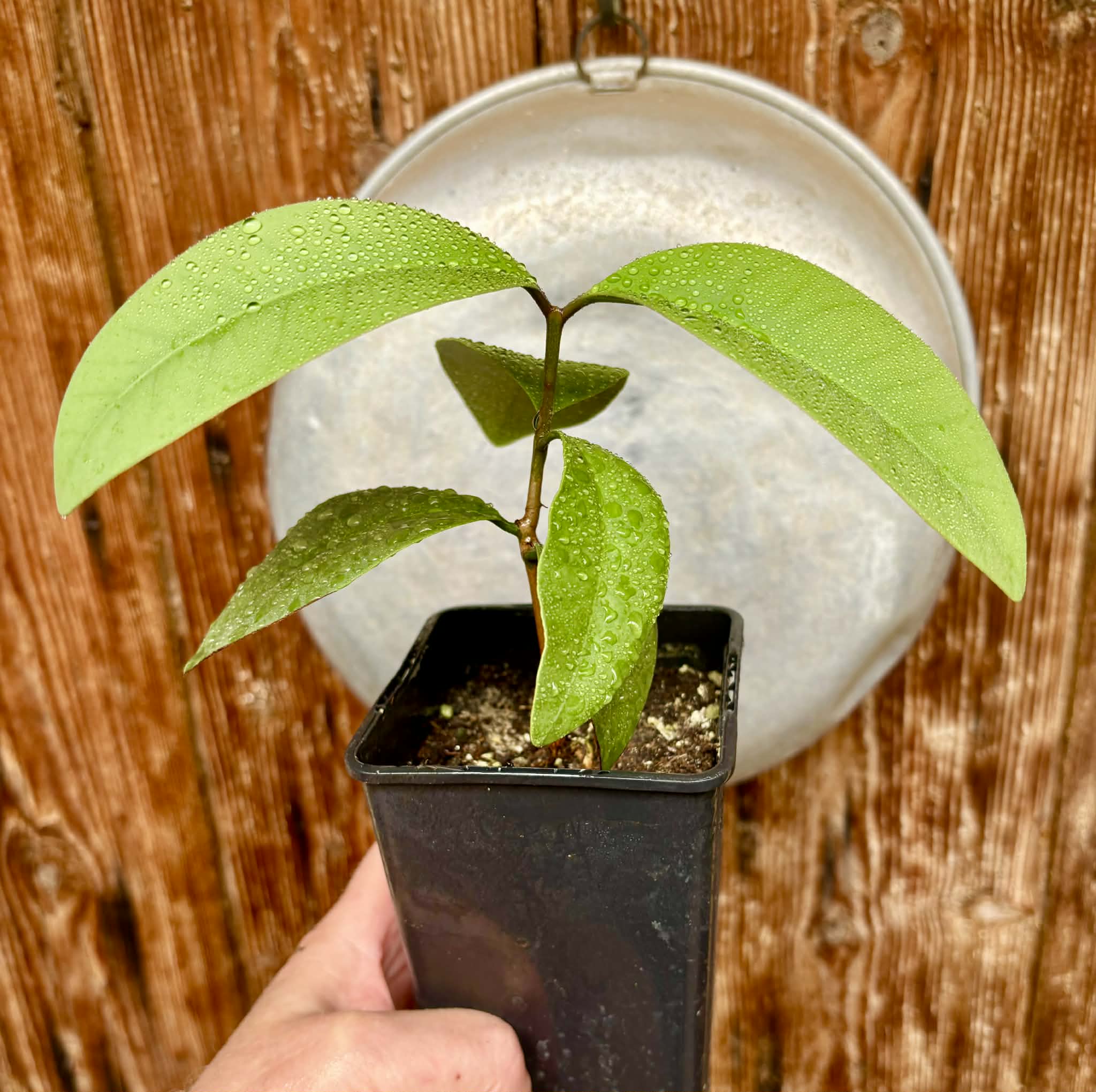 Eugenia sp Unana -  1 potted seedling / 1 getopfter Sämling