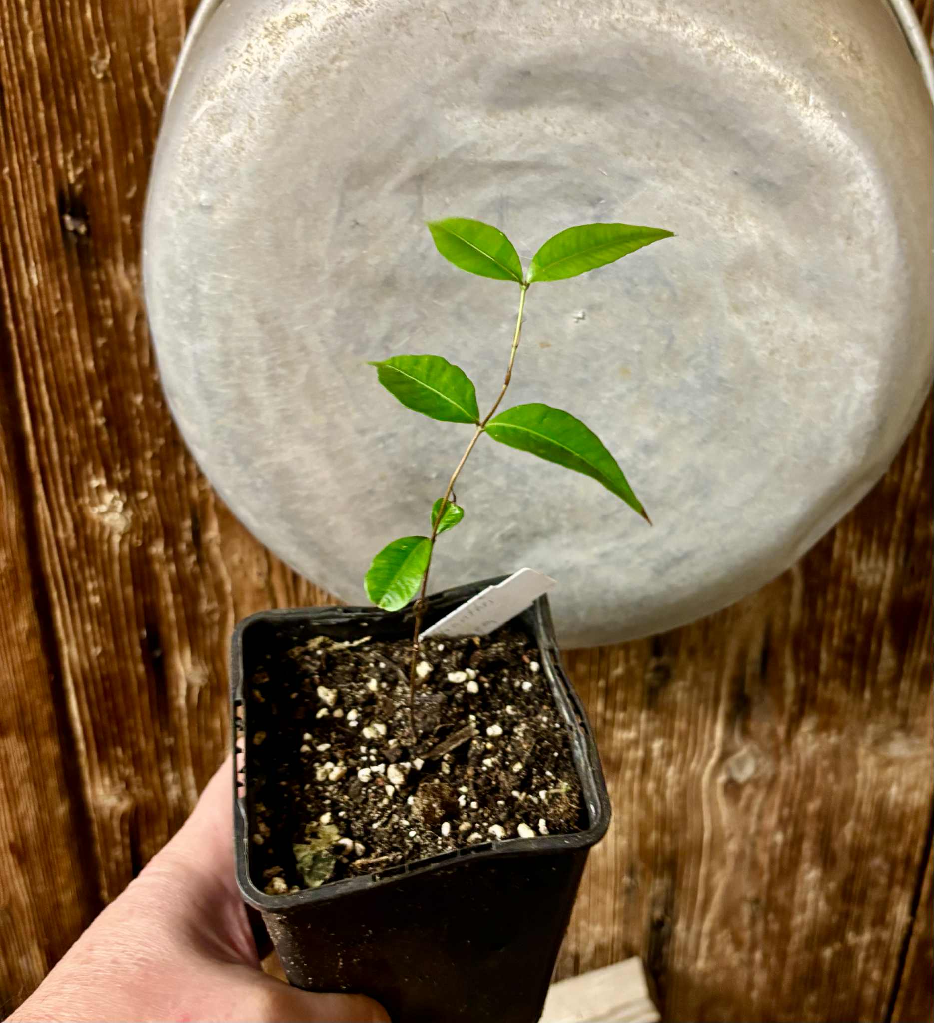 Neomitranthes sp Vinaceo - 1 potted seedling / 1 getopfter Sämling