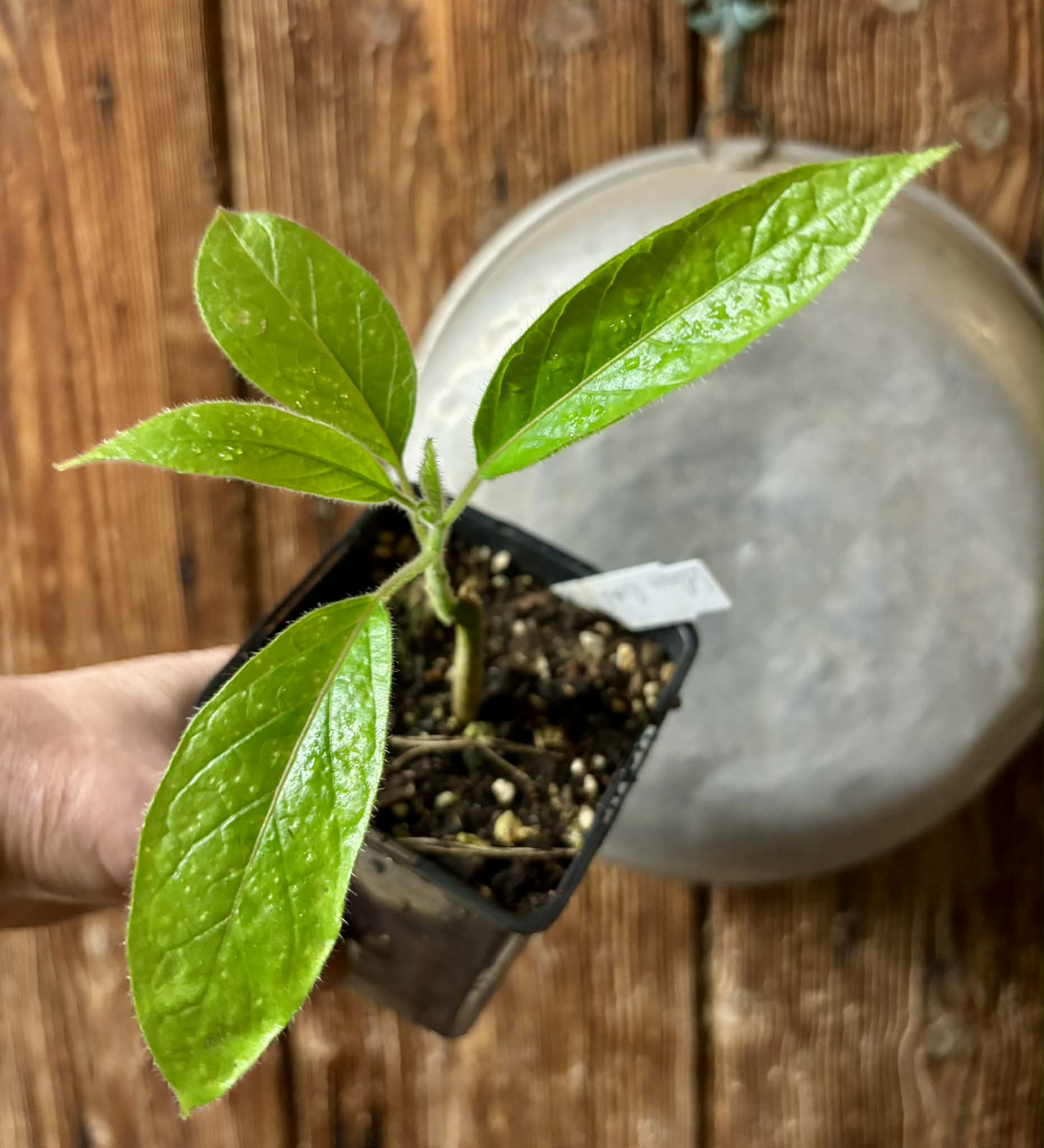 Solanum luridifuscescens - Tomatao Verde Piloso - 1 potted seedling / 1 getopfter Sämling