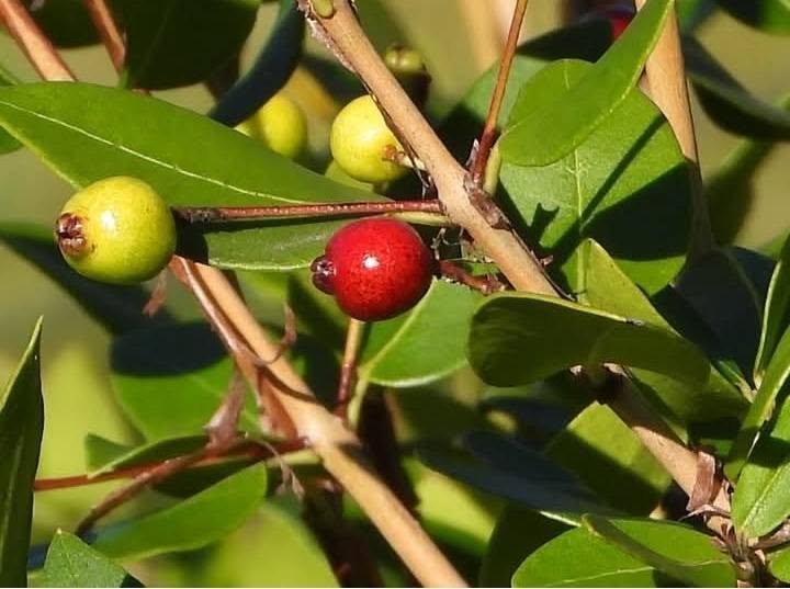 Myrcianthes cisplatensis - Guabiju - 1 potted plant / 1 getopfte Pflanze
