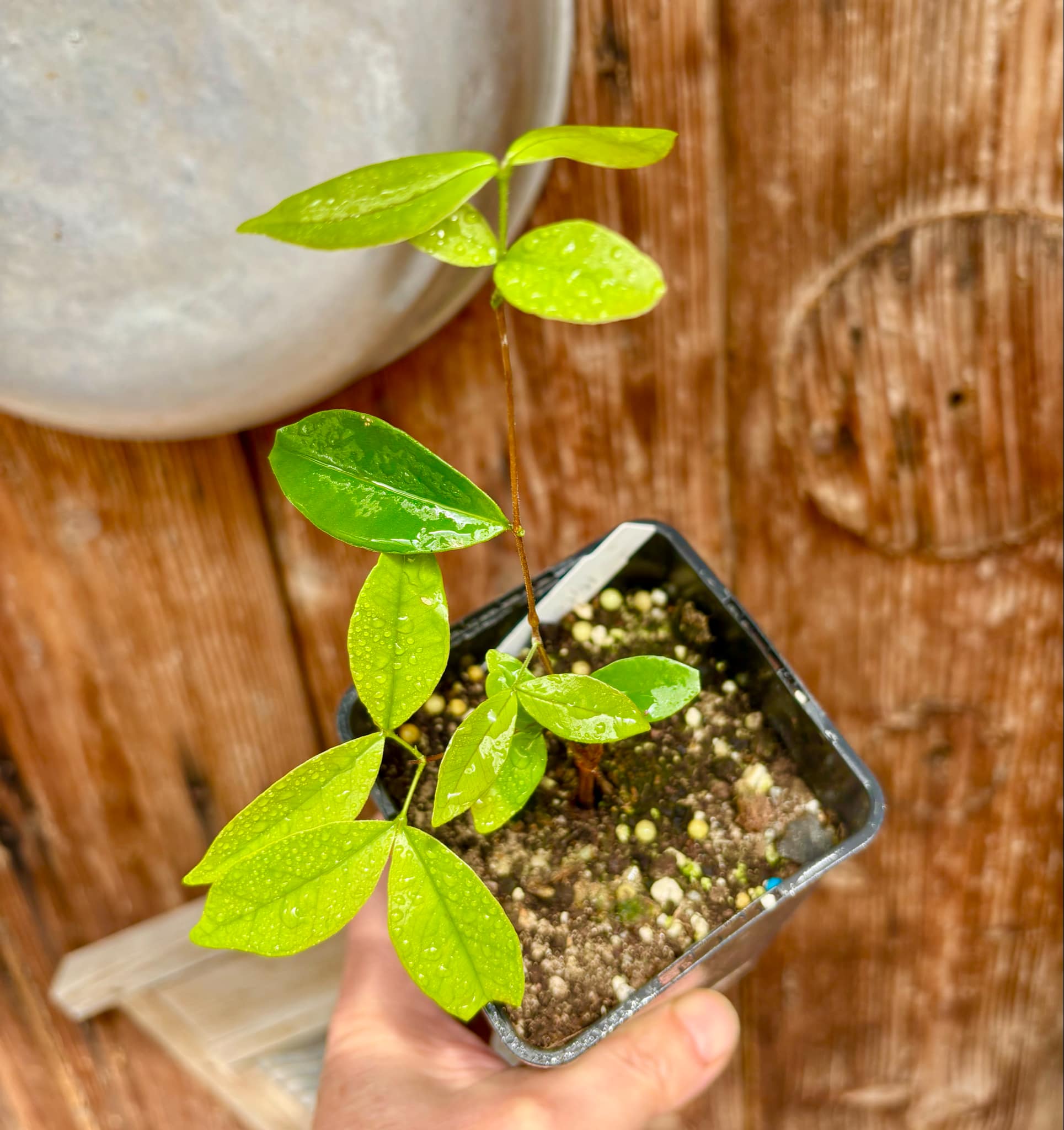 Myrcia multiflora - 1 potted plant / 1 getopfte Pflanze Myrcia multiflora - 1 potted plant / 1 getopfte Pflanze