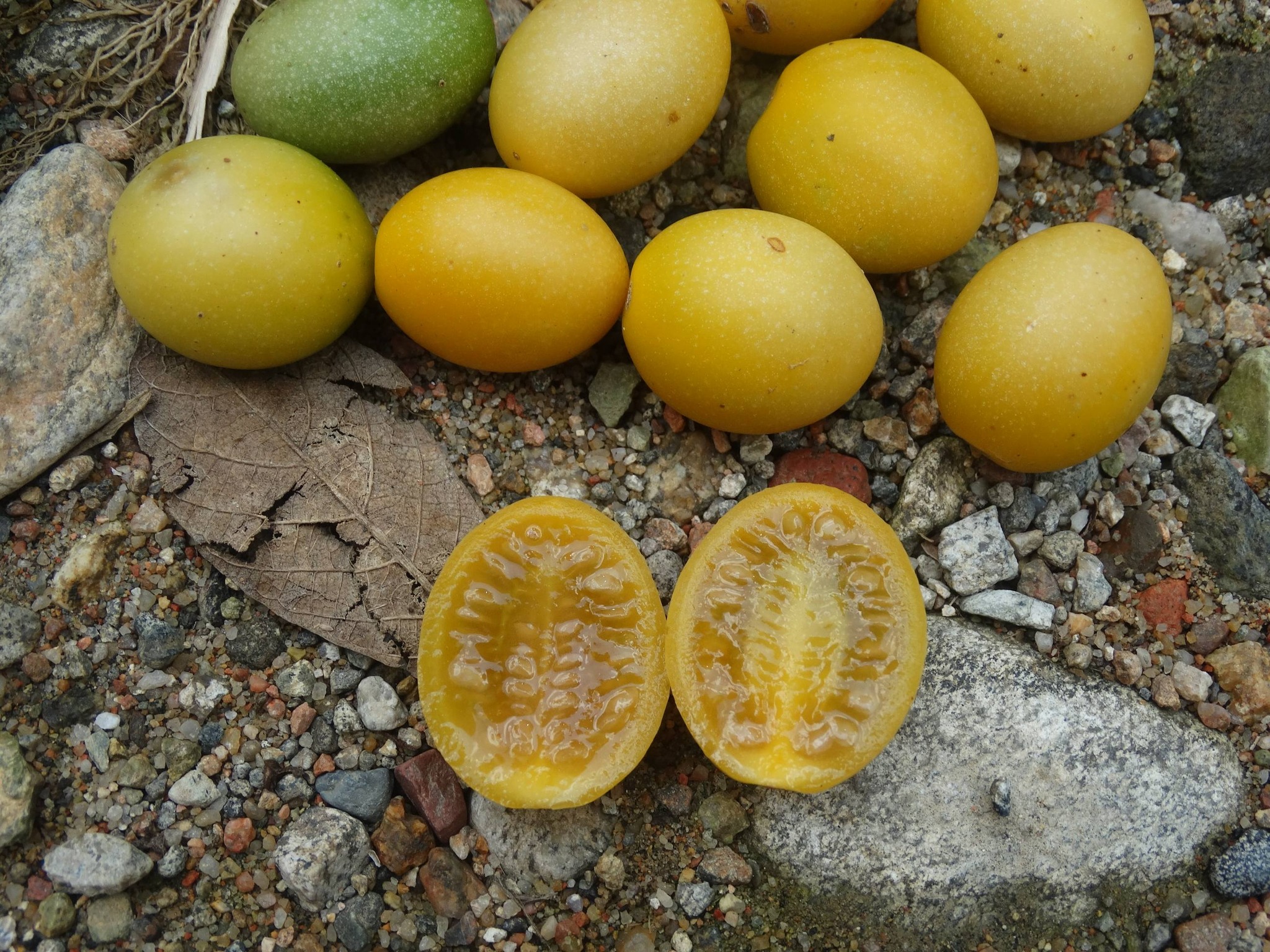 Solanum pelagicum - 1 fresh seed / 1 frischer Samen