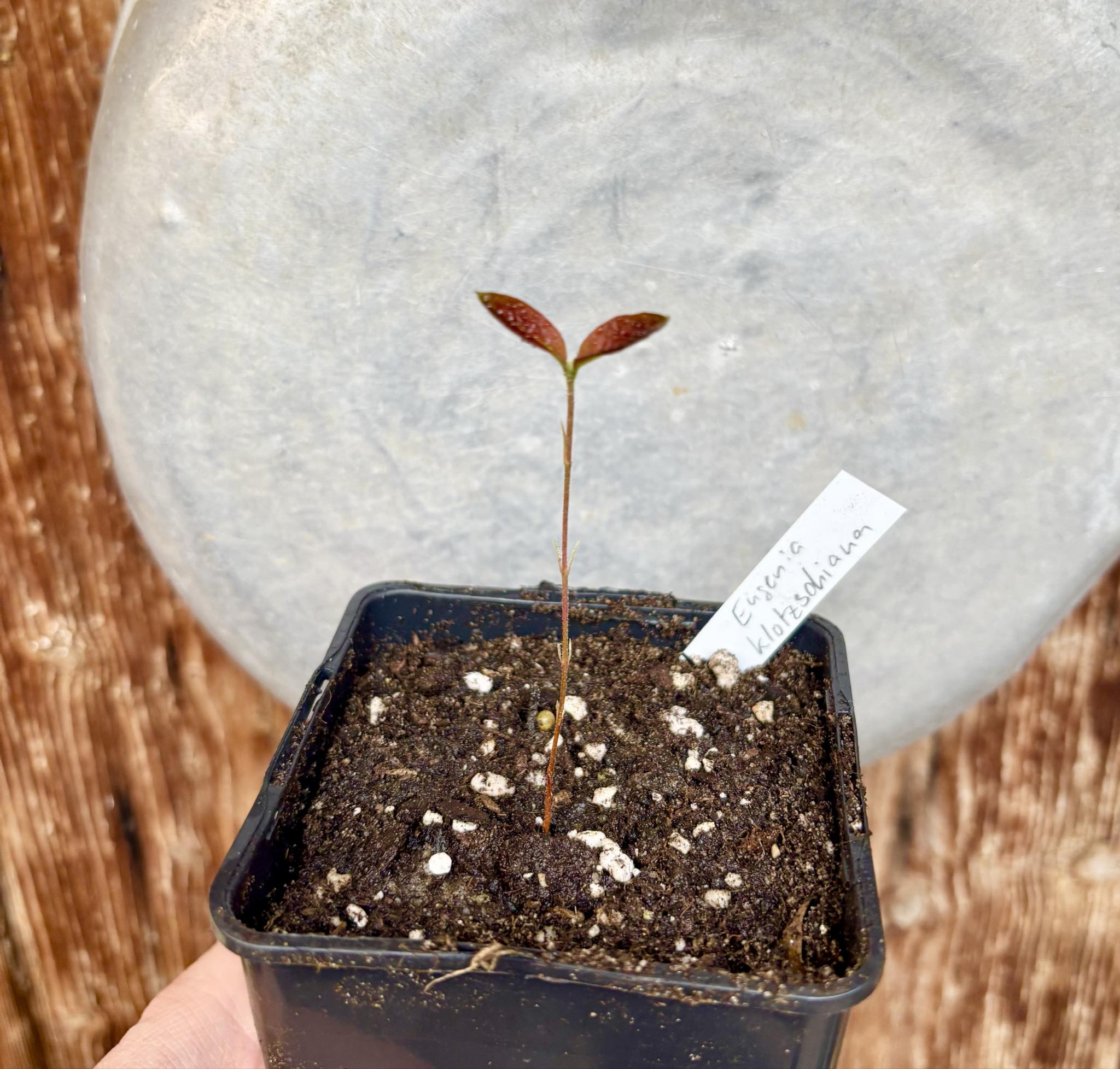 only 1 availably - Pera do Cerrado (Eugenia klotzschiana) -  1 potted seedling / 1 getopfter Sämling