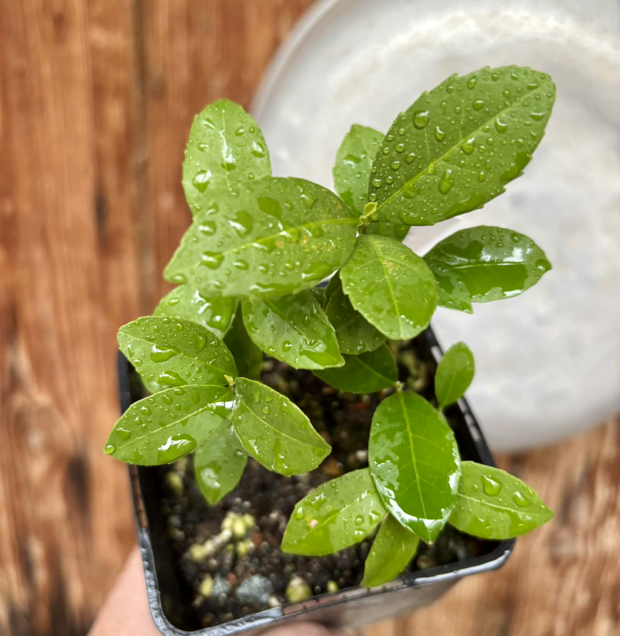 10 in 1 pot - Sandalwood (Santalum album) - 10 seedlings in one pot / 10 Sämlinge in einem Topf