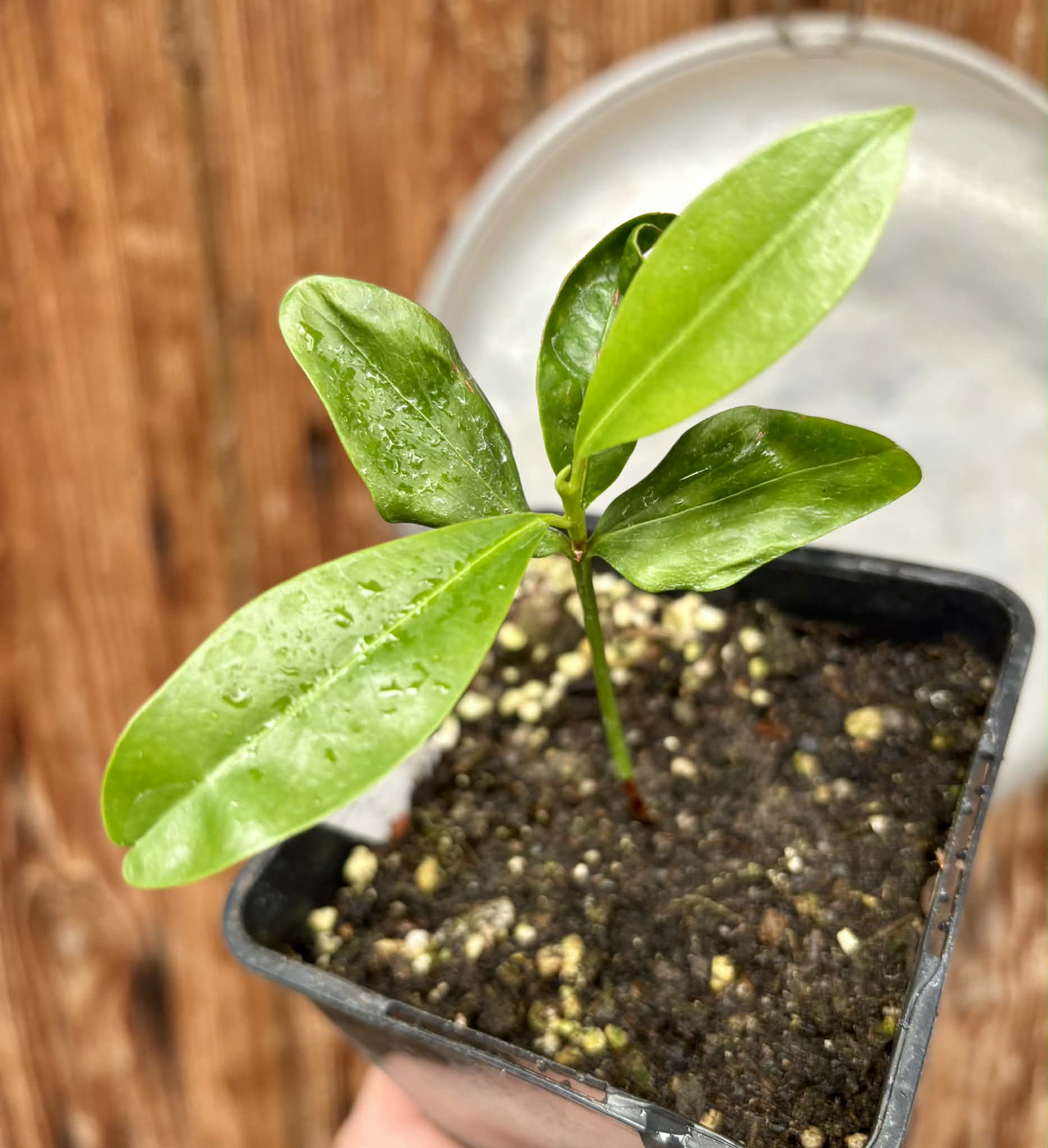Manilkara longifolia - 1 potted plant / 1 getopfte Pflanze