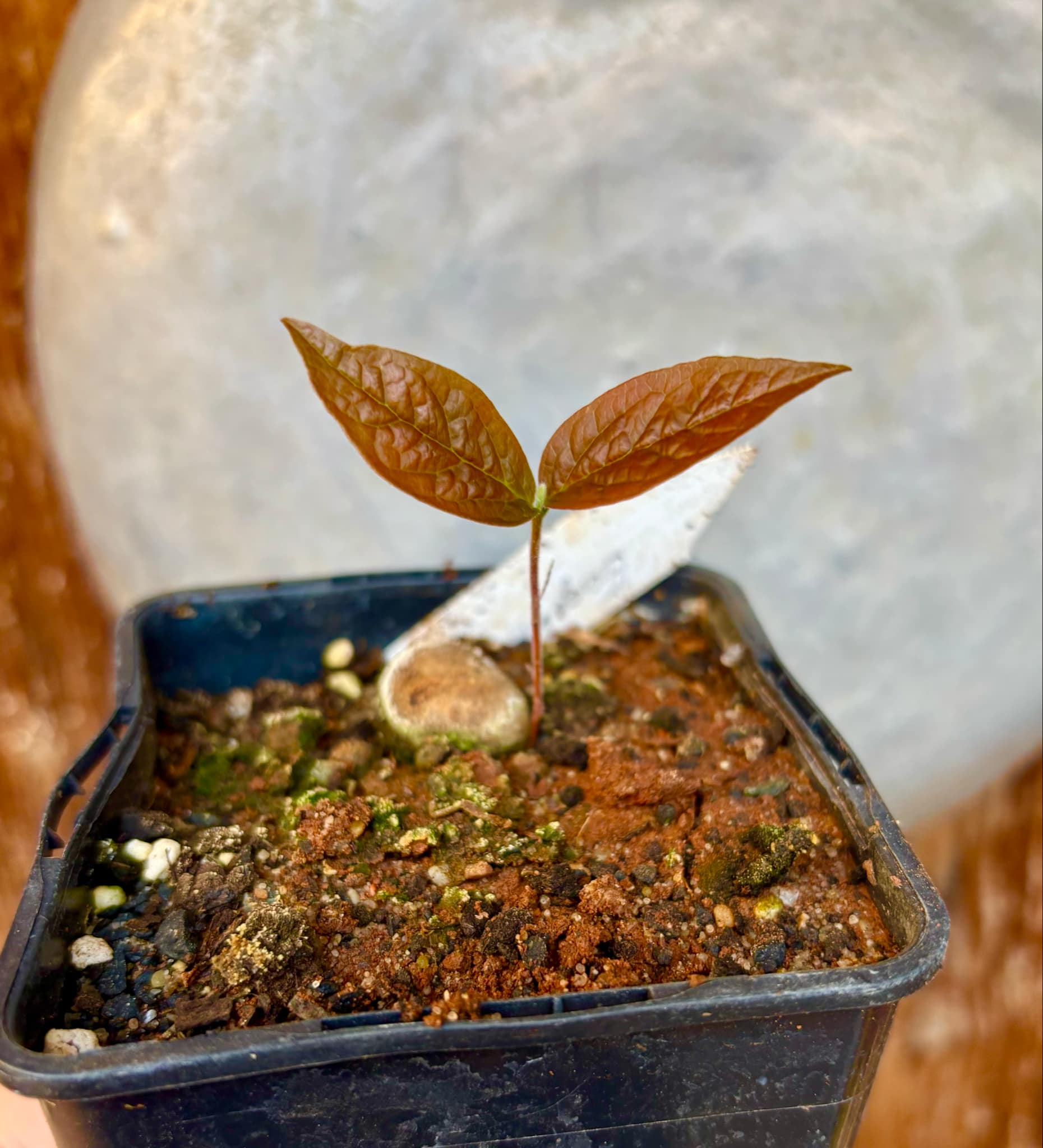 Eugenia campininha  -  1 small potted seedling / 1 kleiner, getopfter Sämling