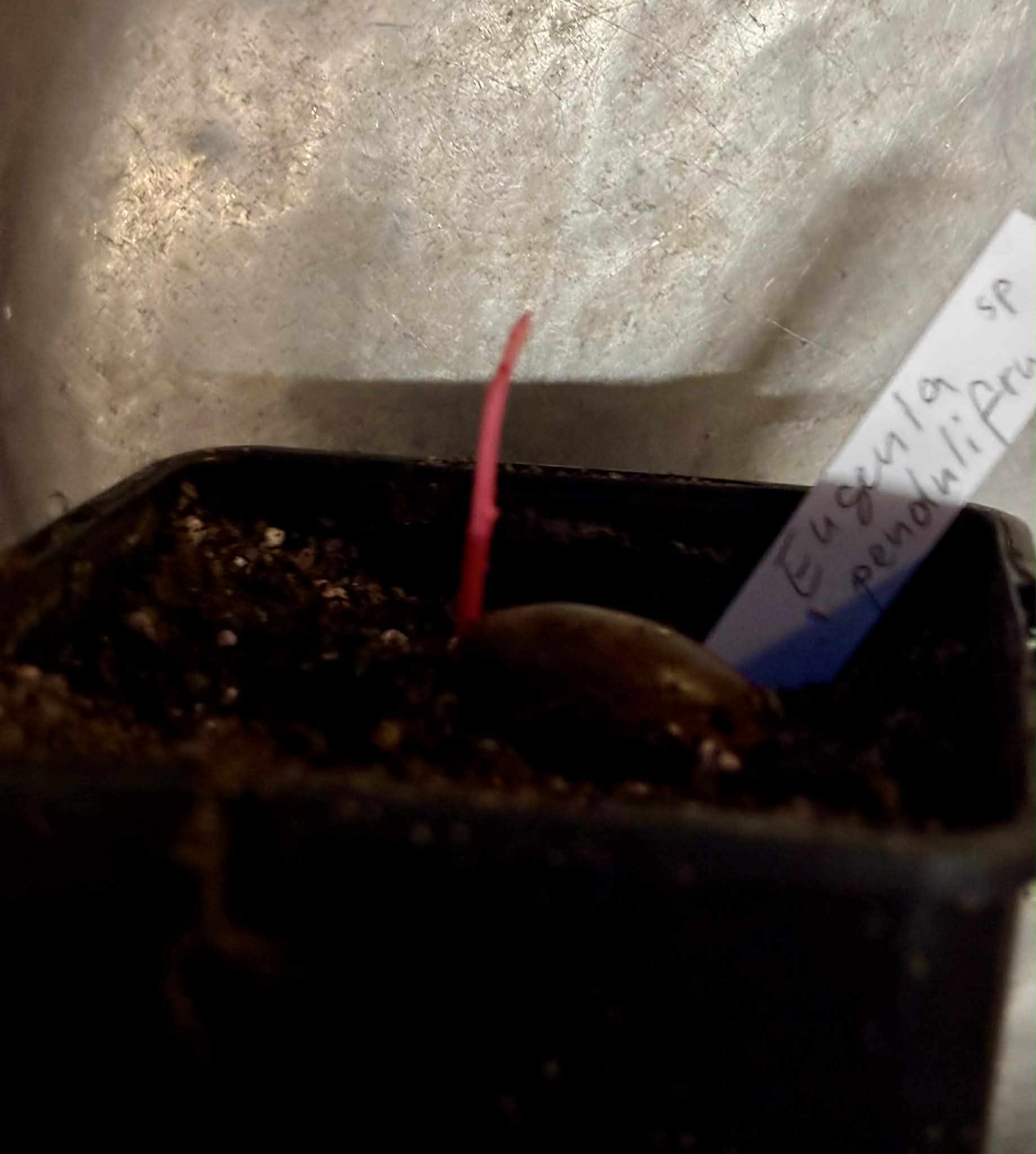 Eugenia sp Pendulifructa - 1 potted seedling / 1 getopfter Sämling