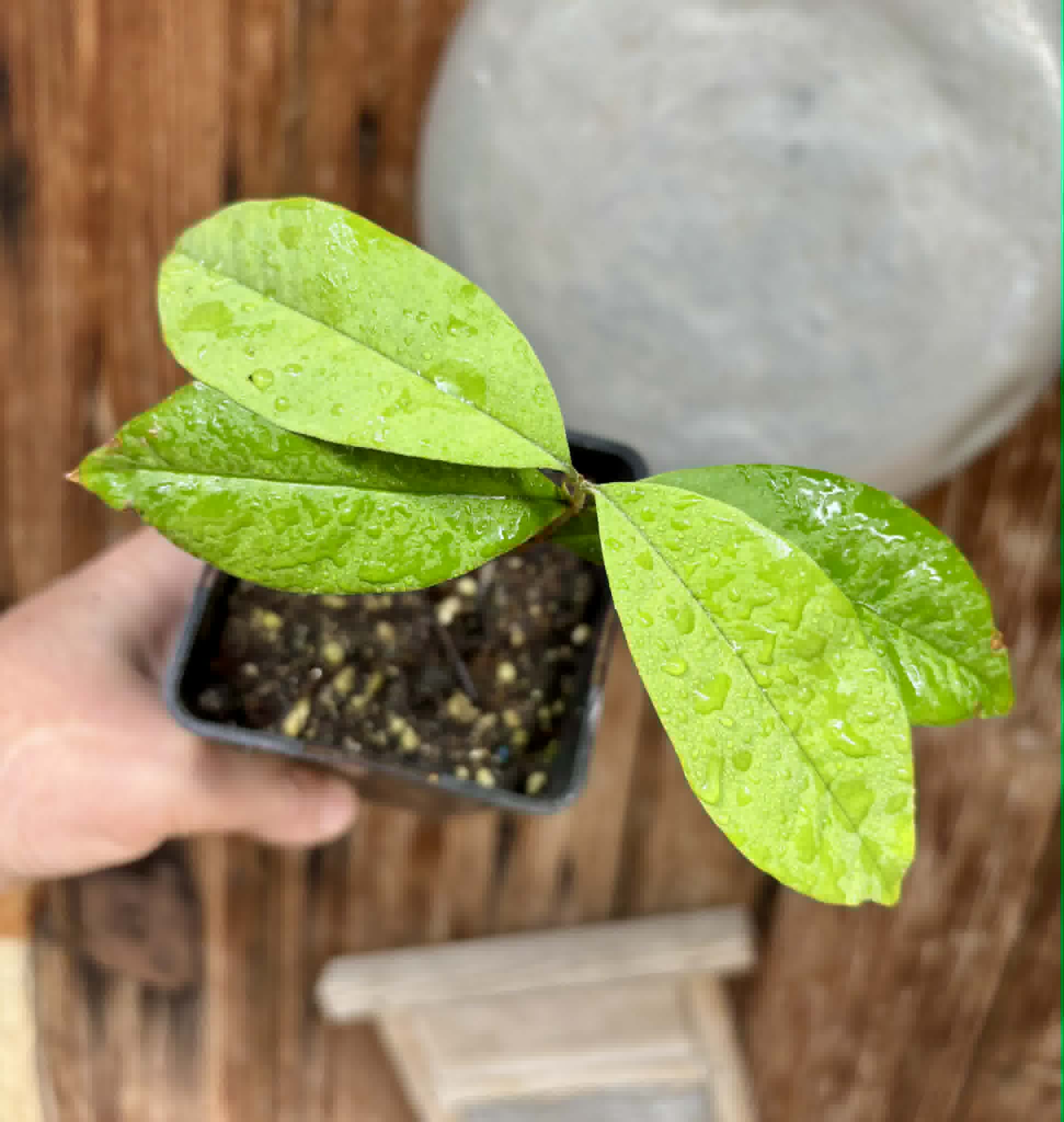 Eugenia sect. pisiformis var. Maruim - 1 potted seedling / 1 getopfter Sämling