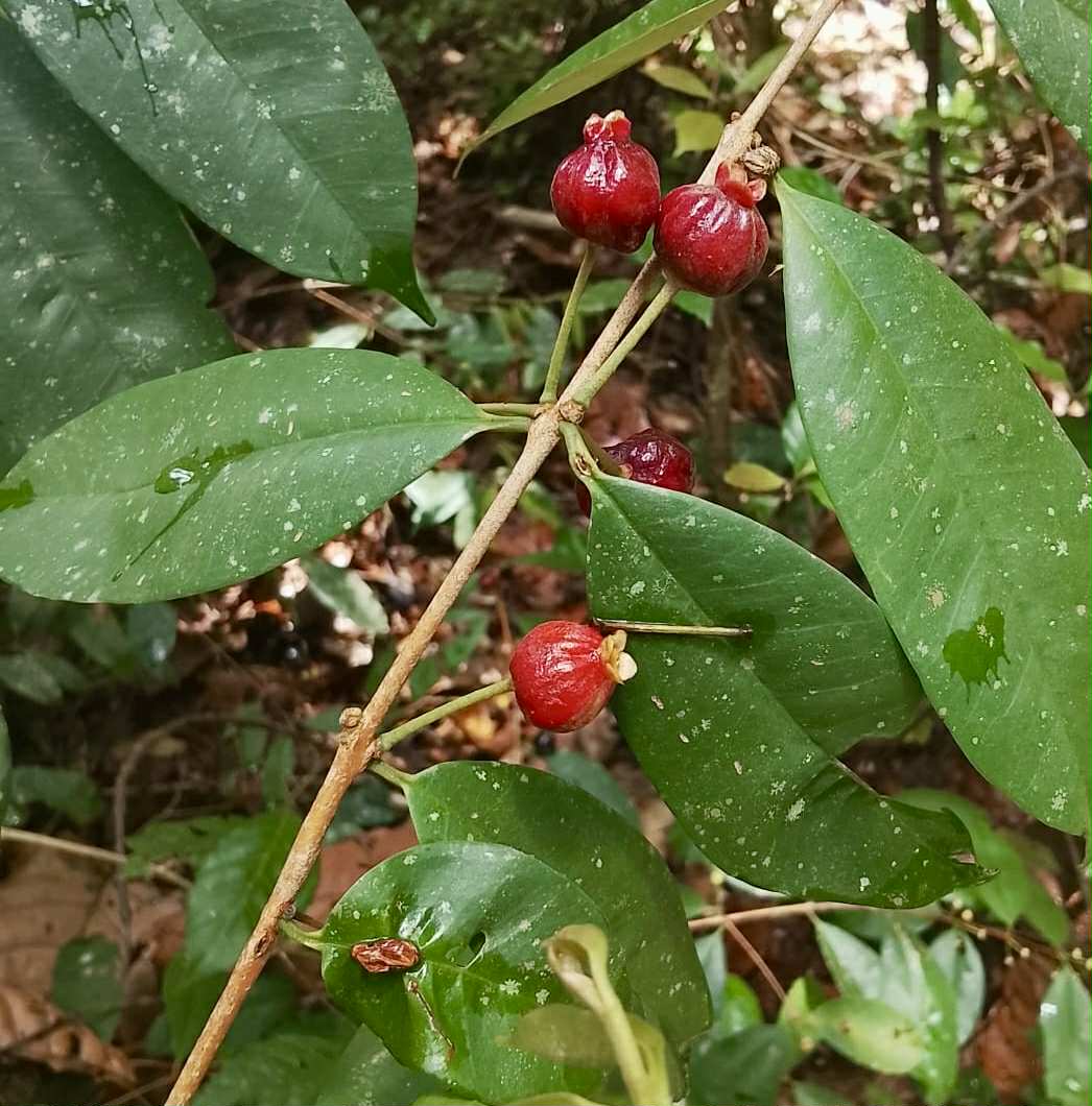 Eugenia sect. pisiformis var. Maruim - 1 fresh seed / 1 frischer Samen