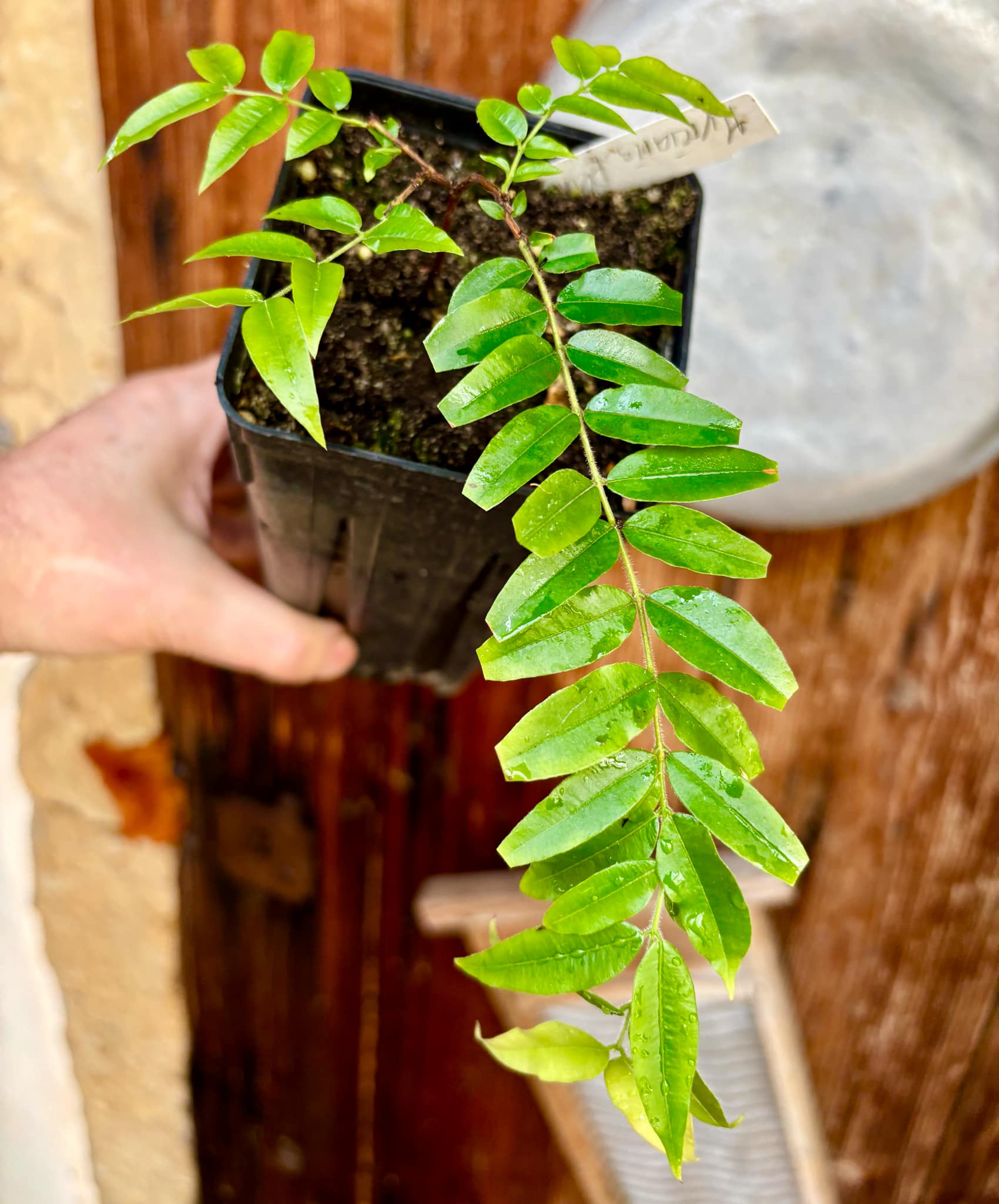 Myrciaria plinioides - 1 potted plant / 1 getopfte Pflanze Myrciaria plinioides - 1 potted plant / 1 getopfte Pflanze