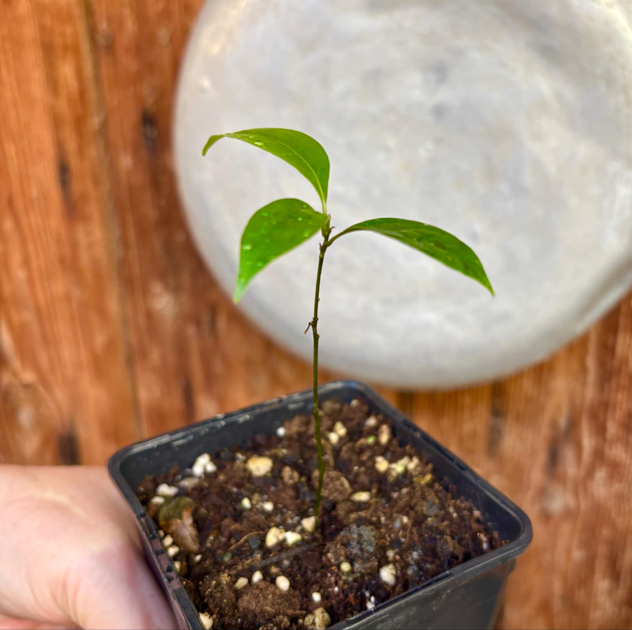 ZIMT - True Cinnamon (Cinnamomum verum) -  1 potted plant / 1 getopfte Pflanze 